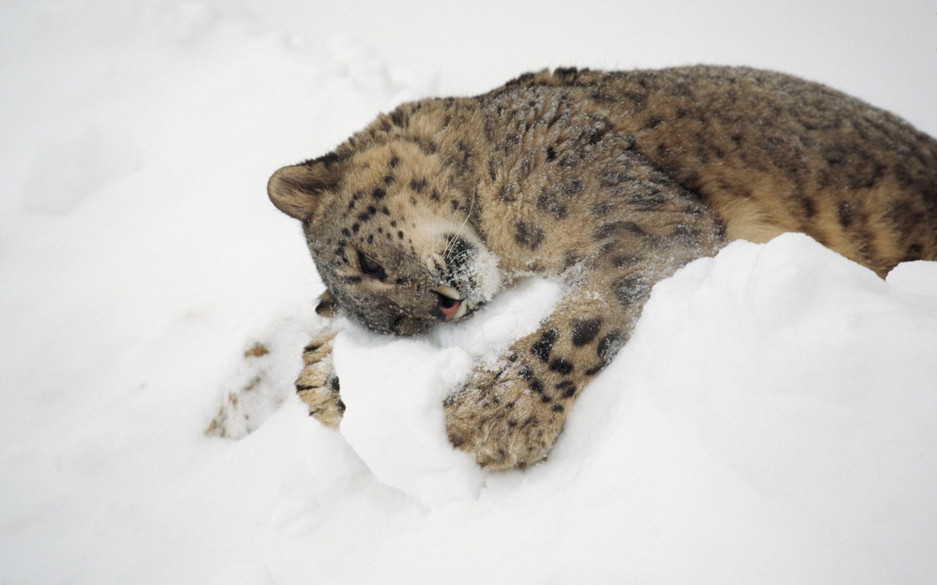 snow leopard snowball miłość odpoczynek drapieżniki kis-kis-meow-meow zima kot śnieg irbis uściski