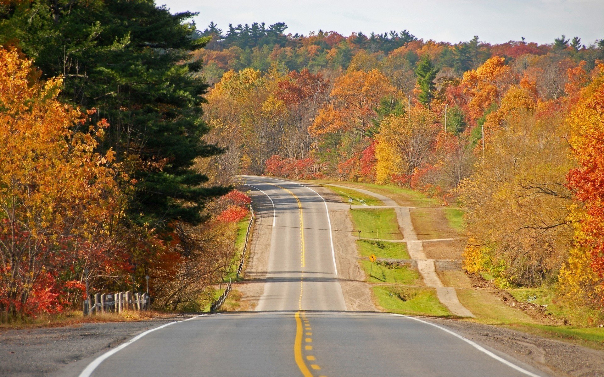 pista piantagioni forestali colori autunnali foresta strade caduta delle foglie tempo d oro estate indiana foglie gialle discesa segnaletica recinzione segno asfalto alberi