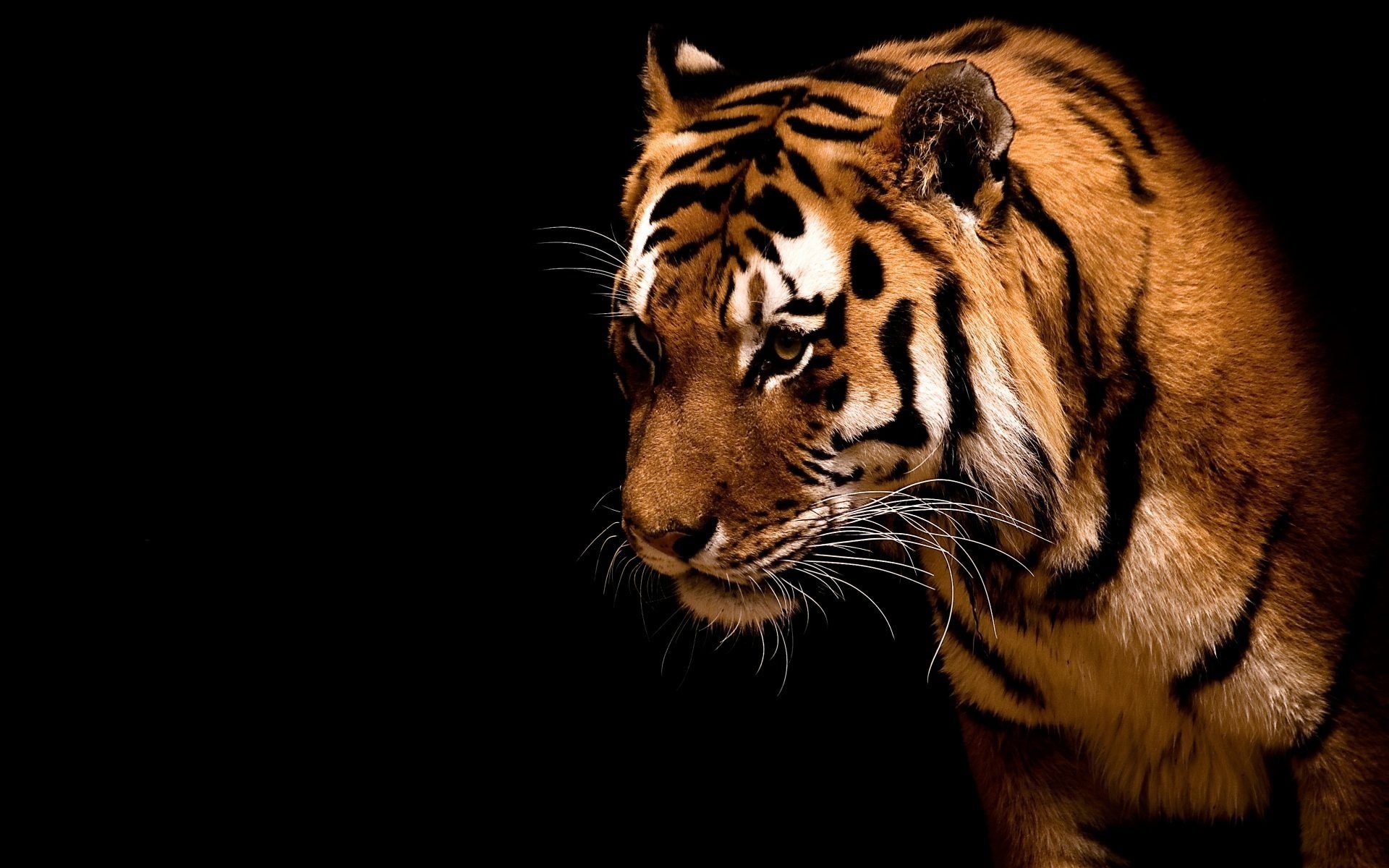 wild animal tiger power animals predators look cat eye