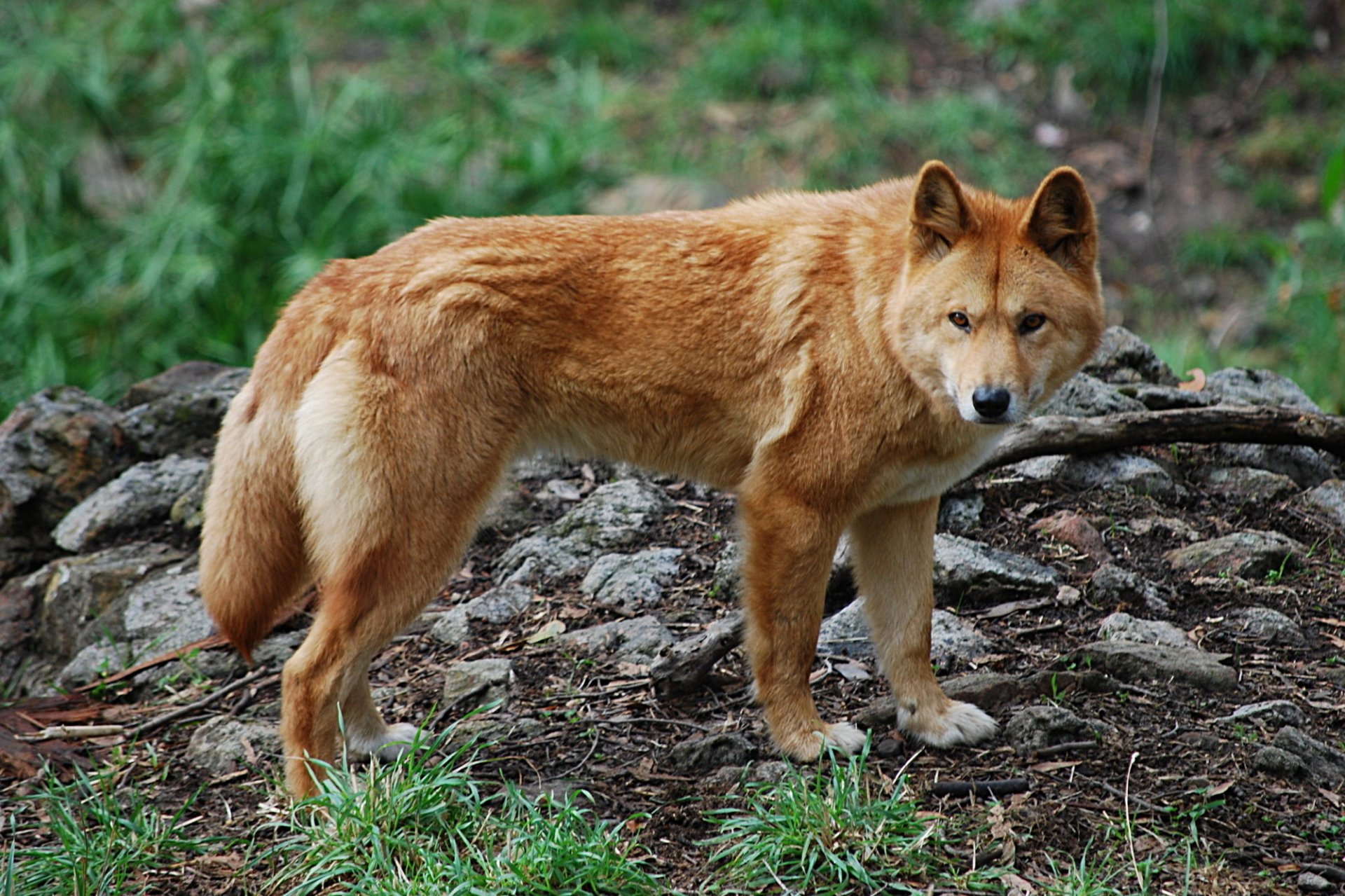 dingo wilder hund natur rotschopf hunde blick