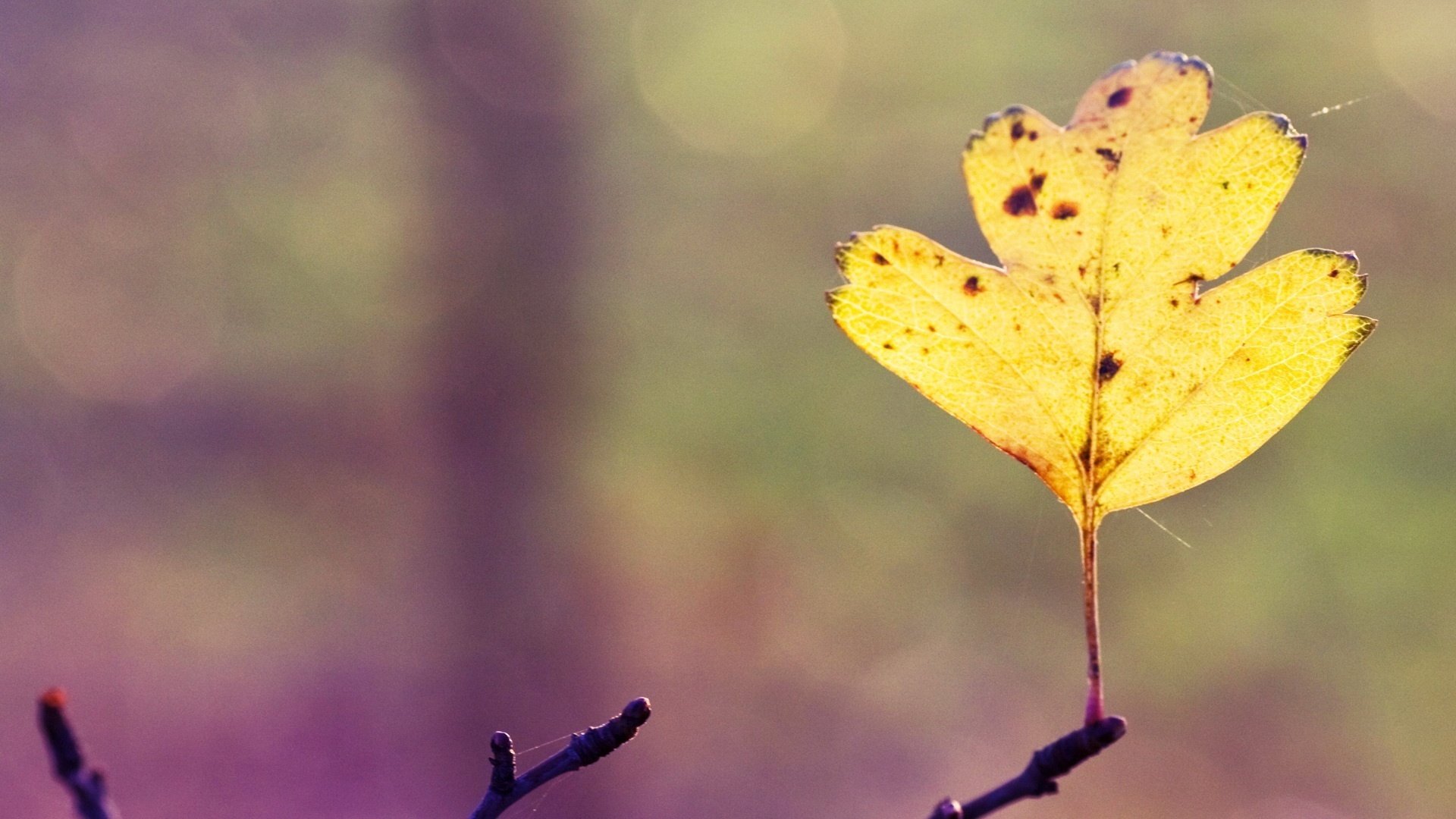 the little yellow leaf three sticks nature forest