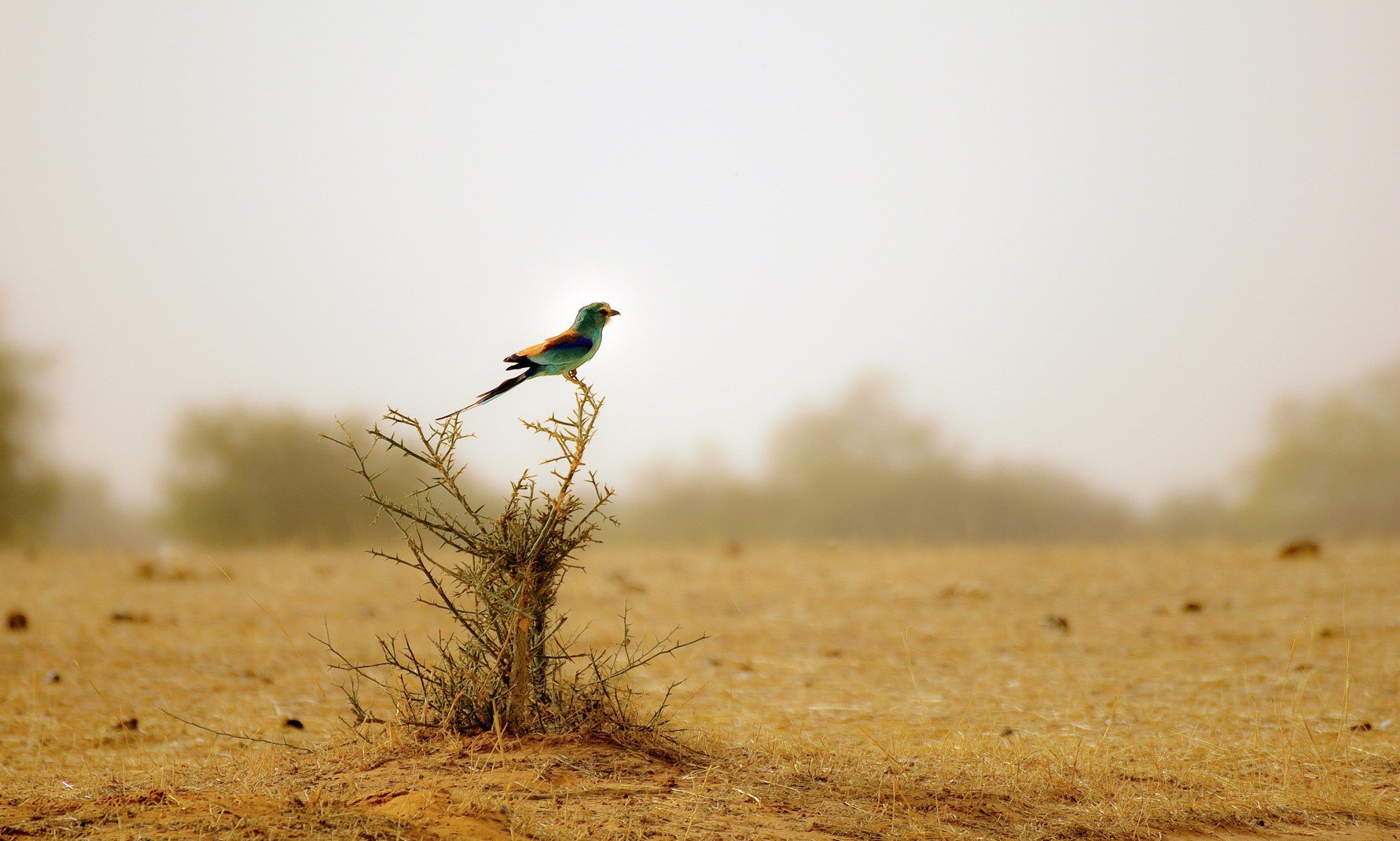 buisson sec oiseau multicolore désert oiseaux à plumes