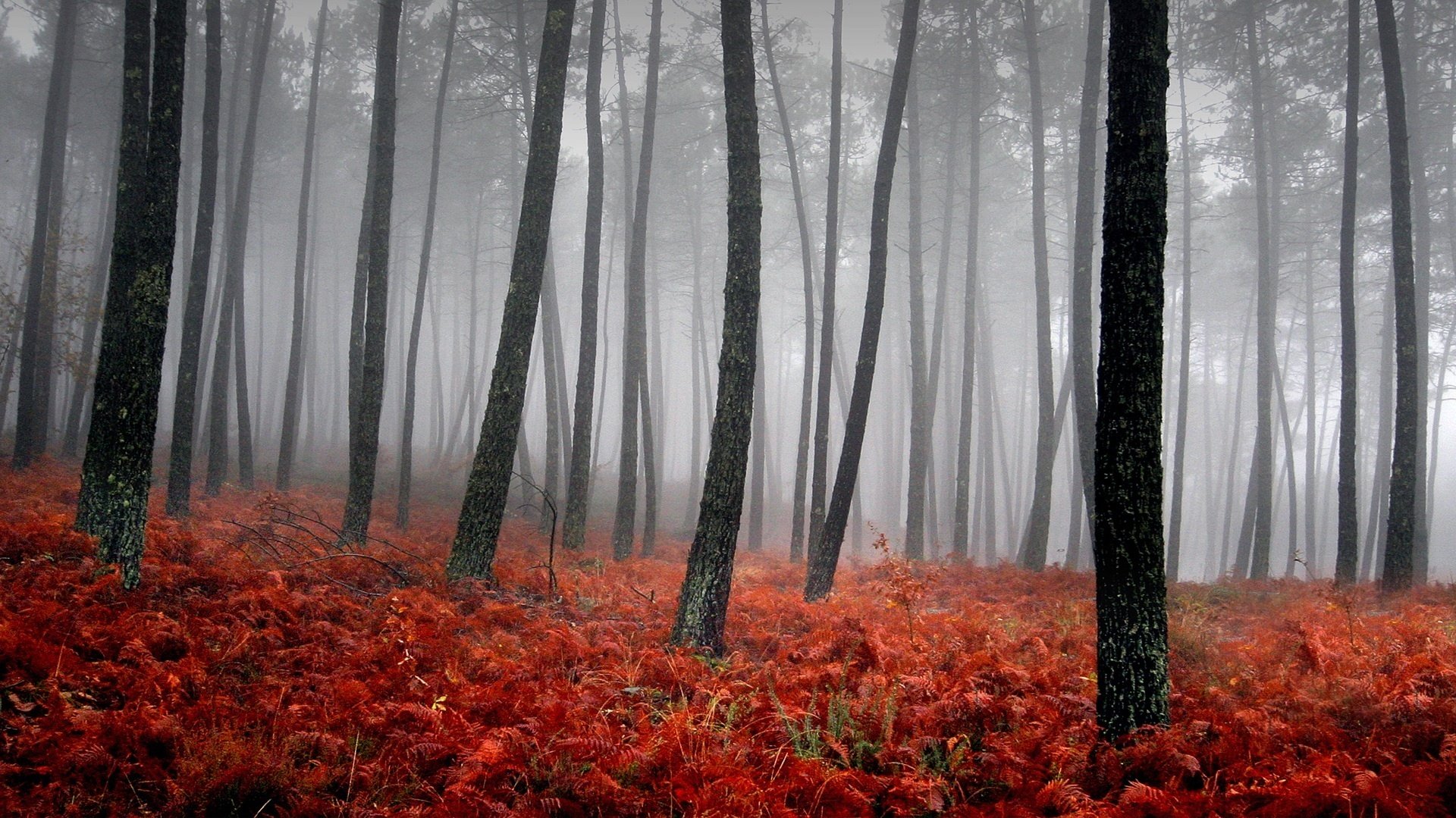 roter teppich wald baumstämme nebel laubfall goldene zeit sommer rote blätter herbstfarben