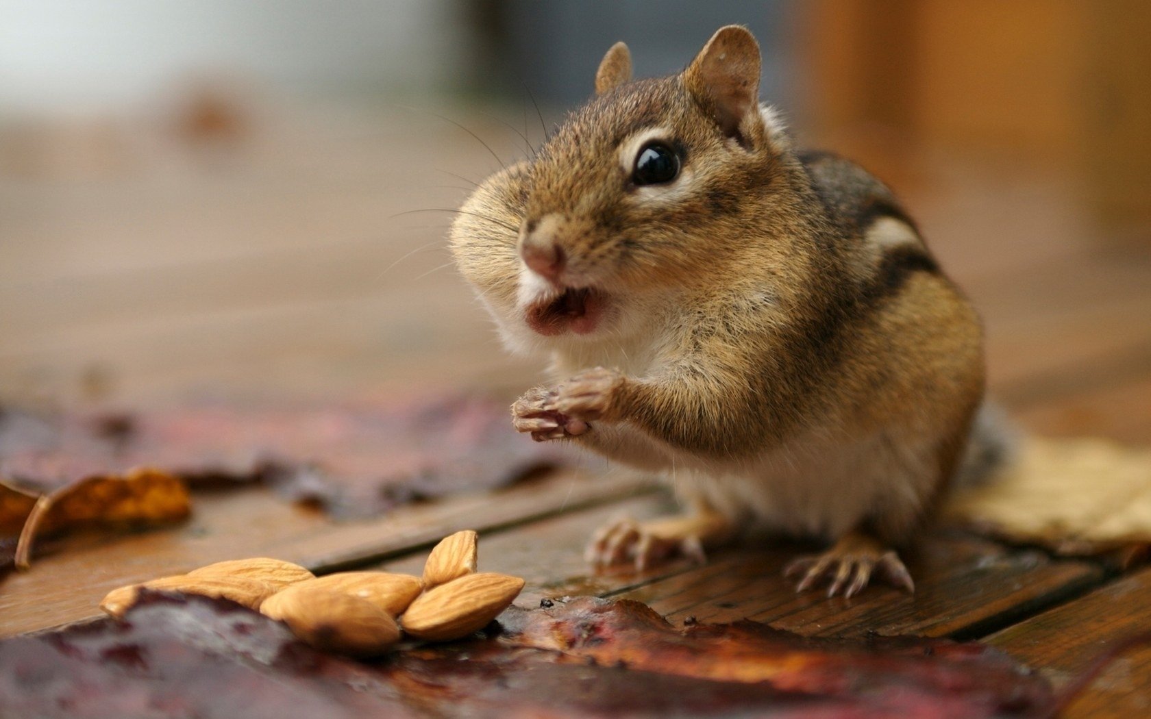 here s a hamster chipmunk eats cool photos nuts rodents eye