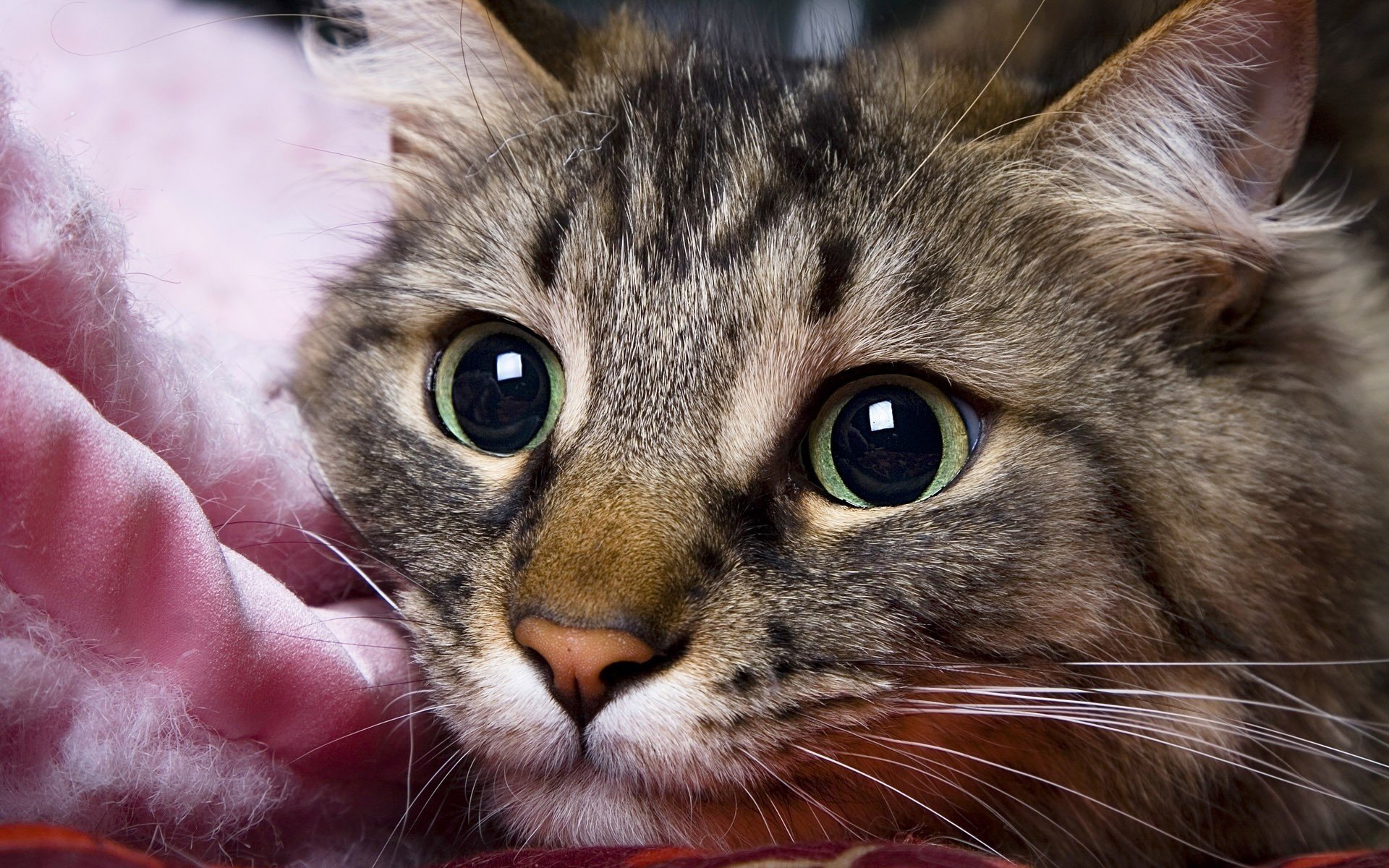 cara impresionante gatito peludo animales mirada gato ojos