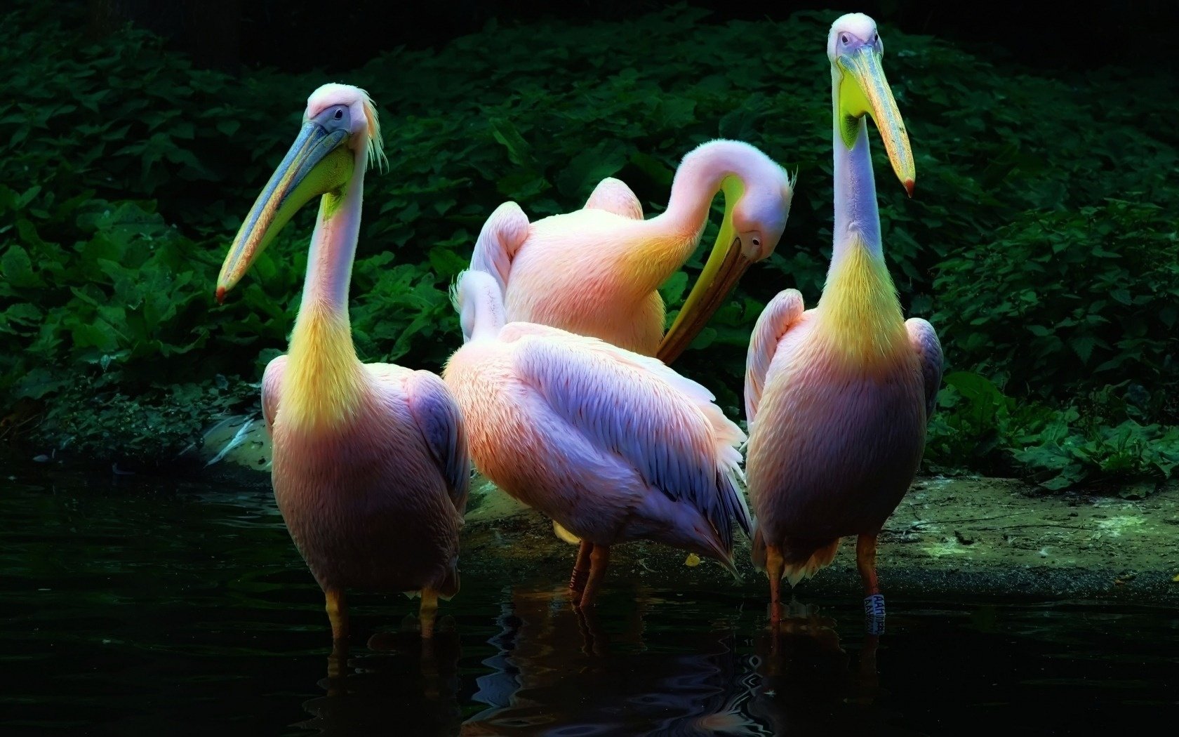 pink pelicans water graphics birds bird