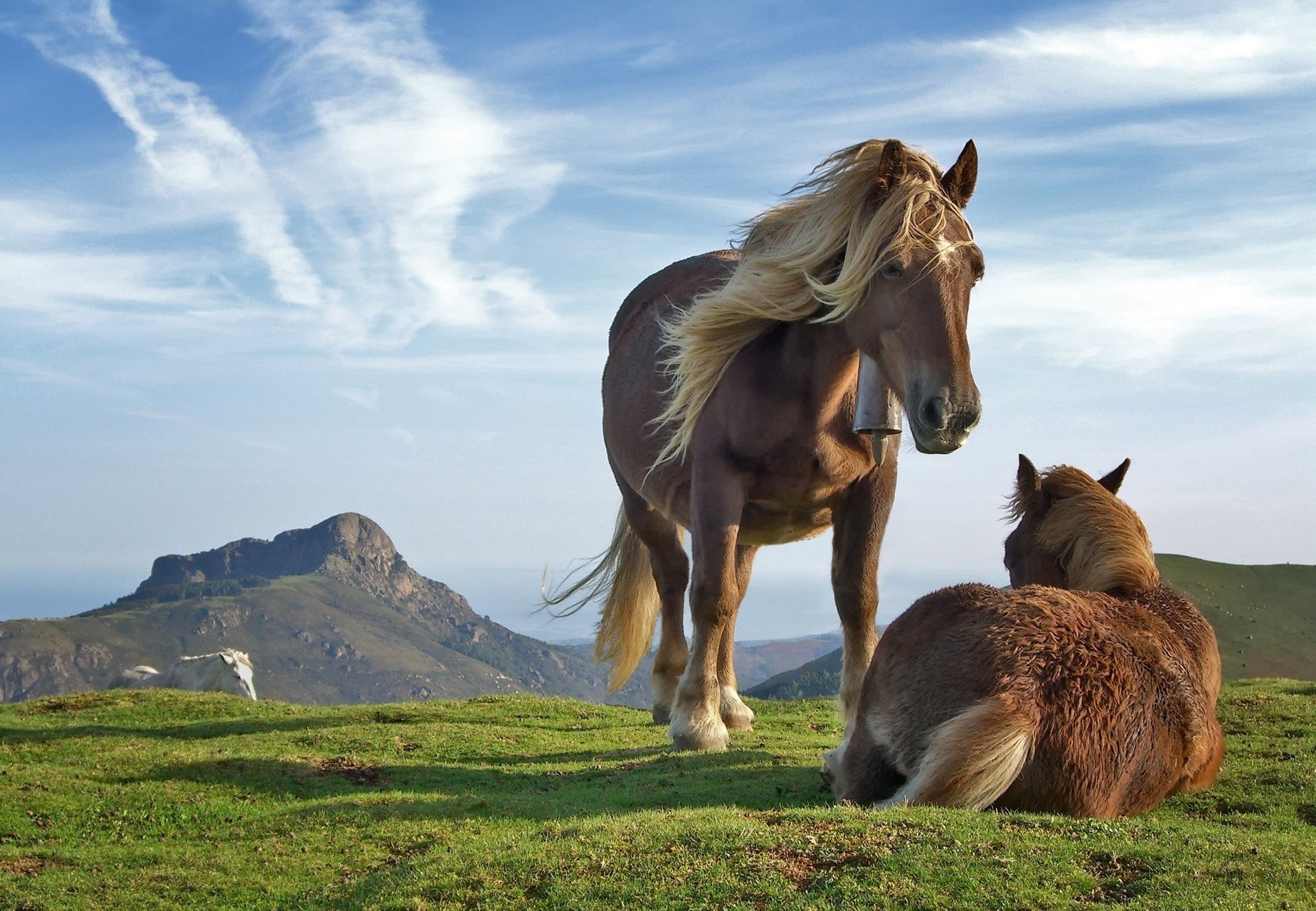 beaux hommes de race pogorba chevaux brun ongulés terre herbe montagnes ciel nuages