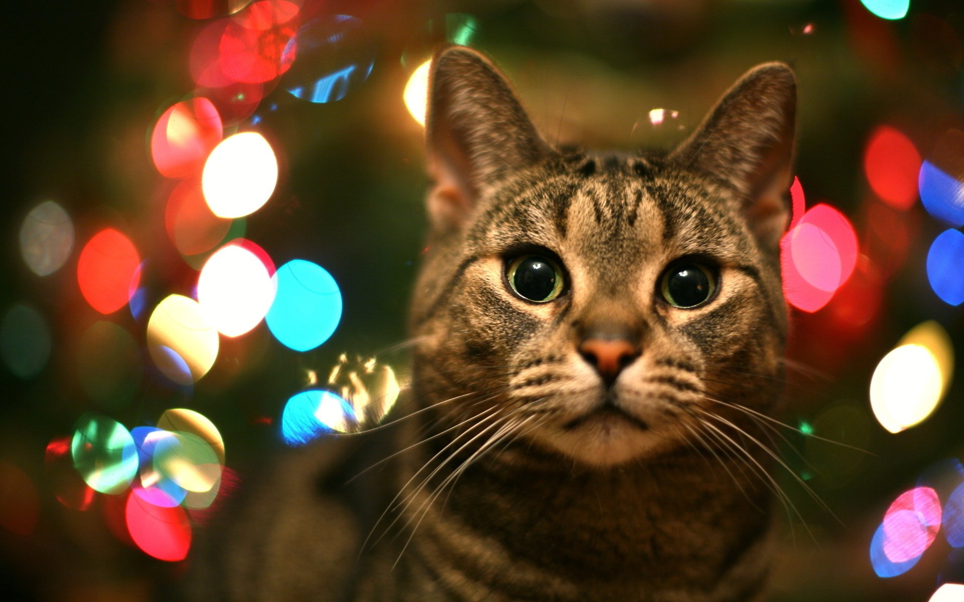 chat visage surpris lumières animaux regard félin yeux