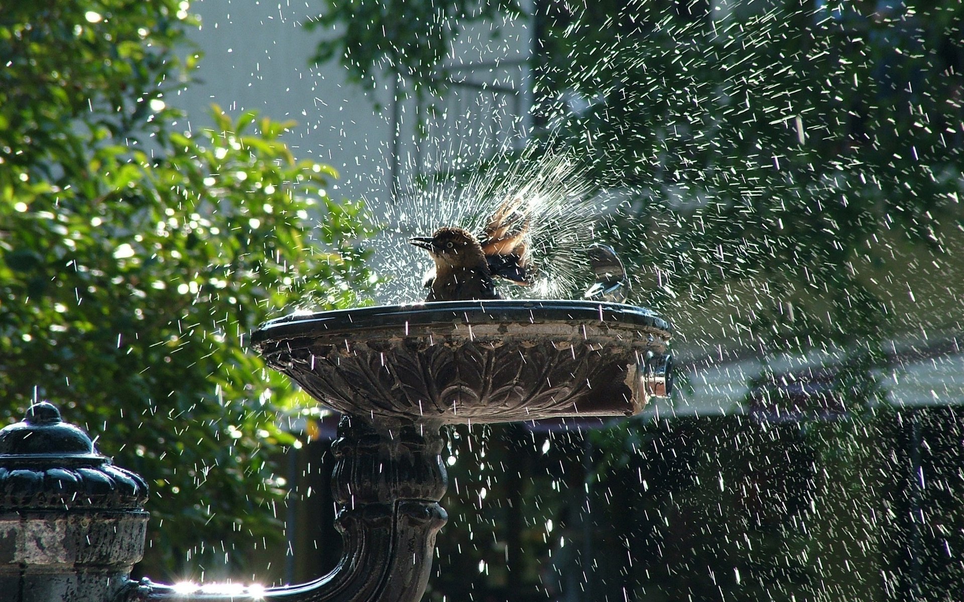 bain d oiseaux éclaboussures gouttes fontaine oiseaux à plumes