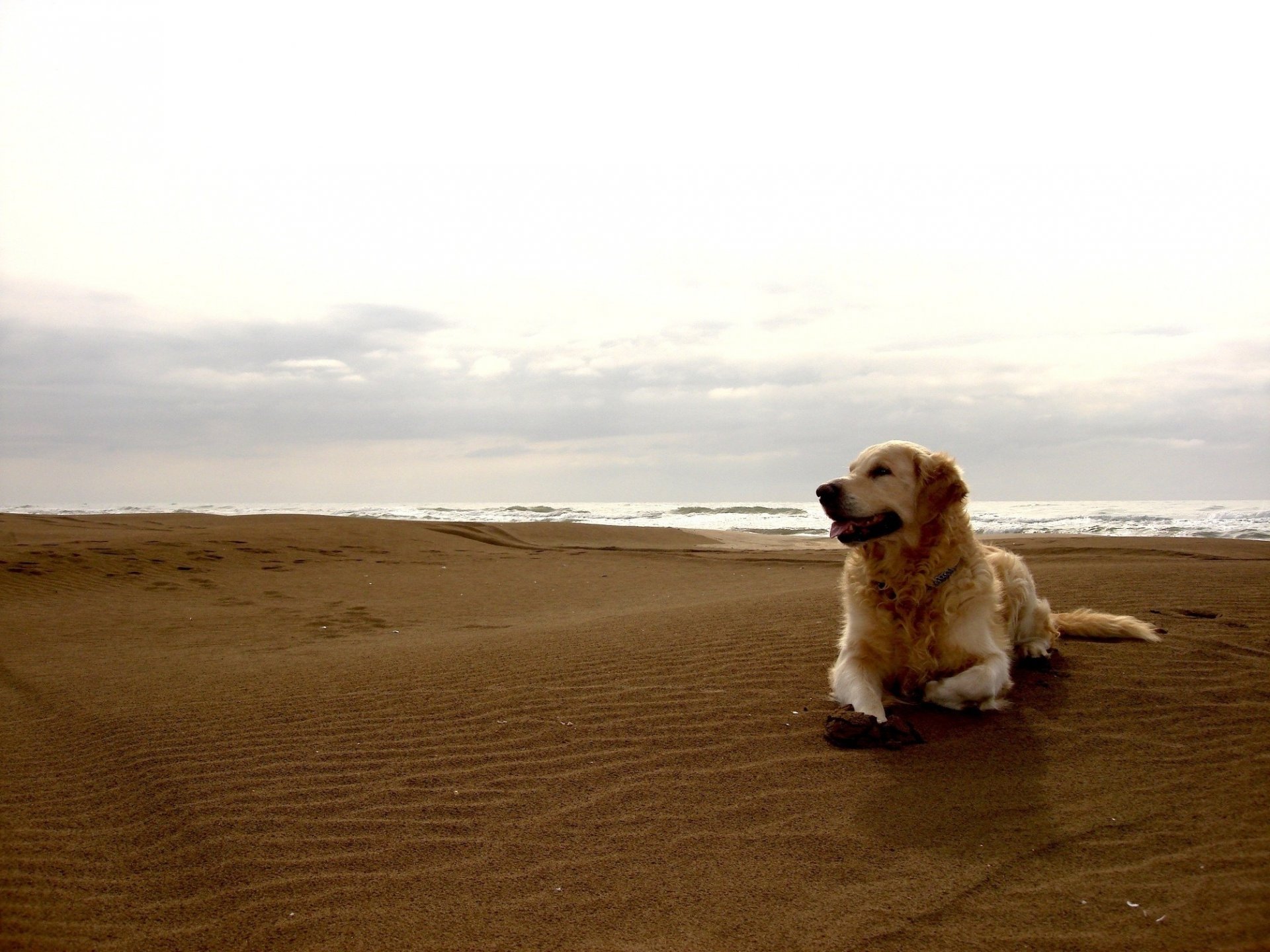 hund helle farbe zufrieden meer strand küste hund hund küste wolken erholung sand barchane horizont