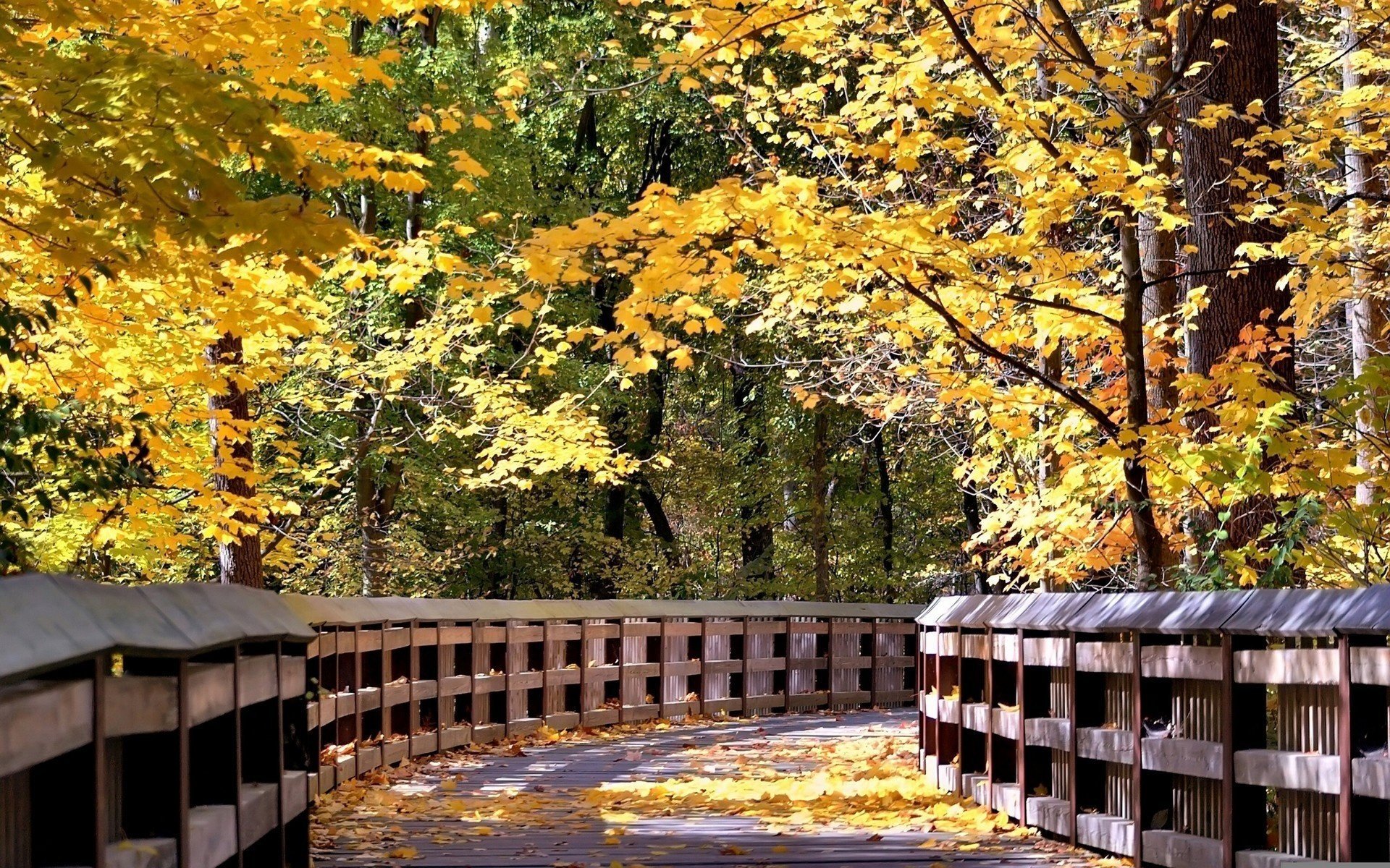 brücke aus holz laub bäume wald laubfall goldene zeit sommer gelbe blätter