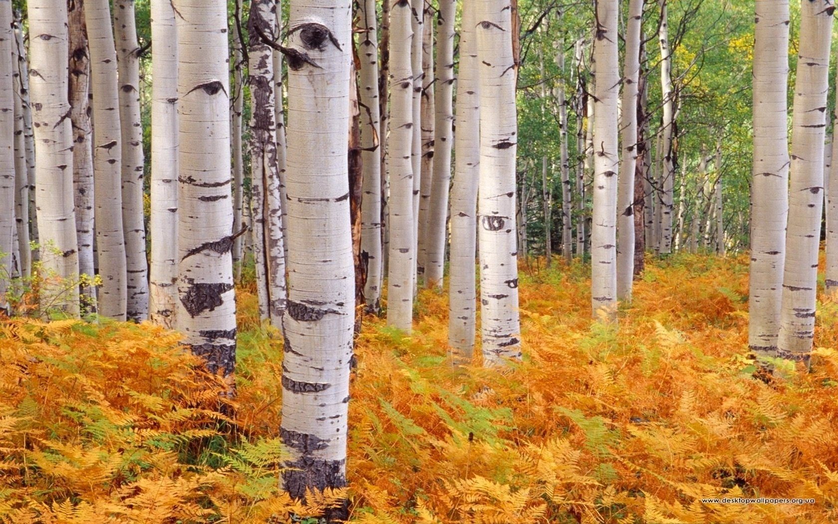 fern birch grove autumn forest landscape trunks bark