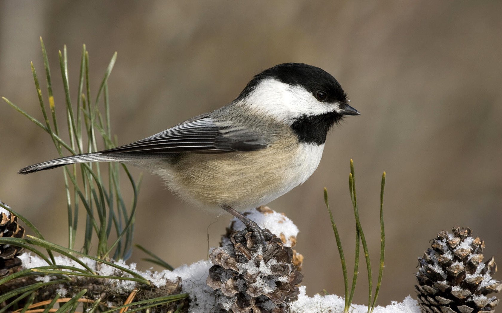 mésange poitrine blanche neige cônes oiseau à plumes