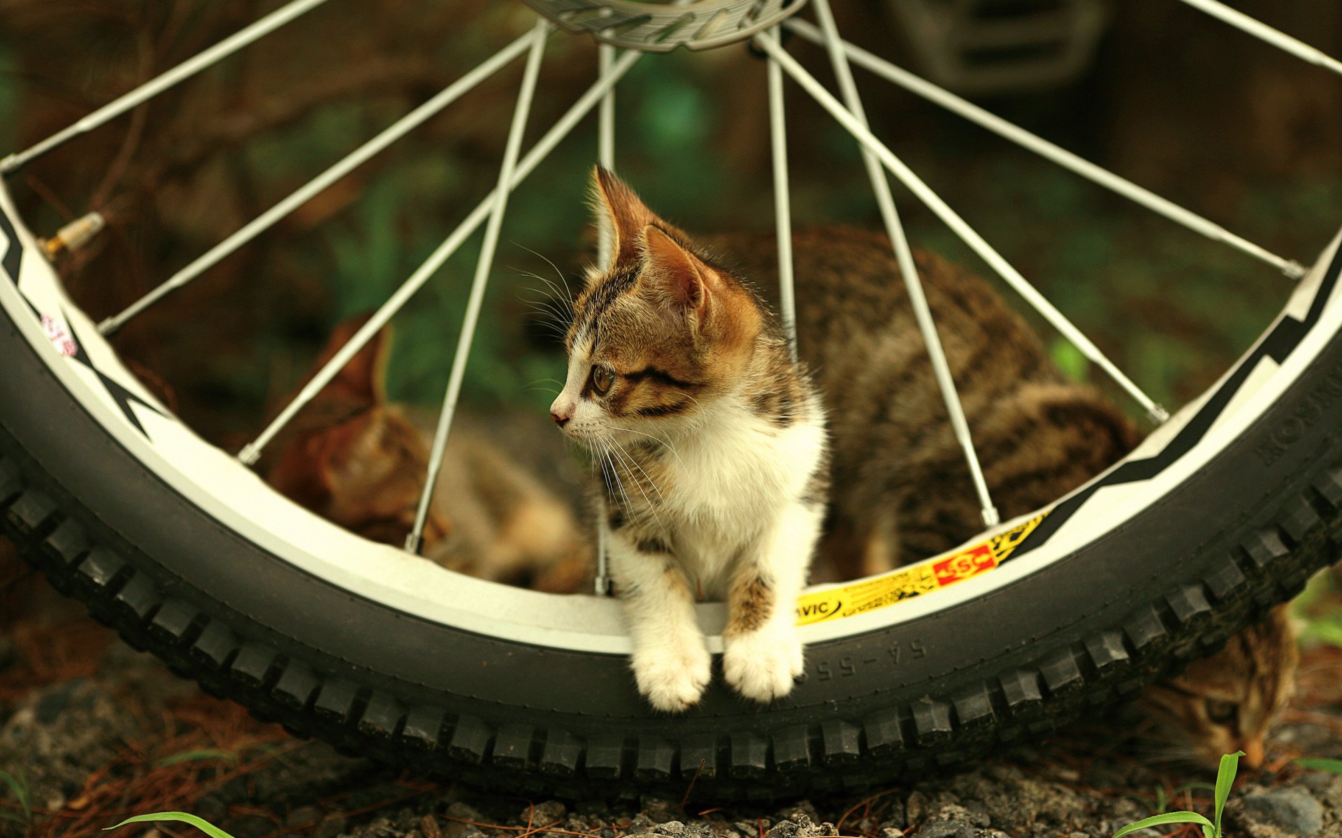 chaton roue rayons animaux vue félin