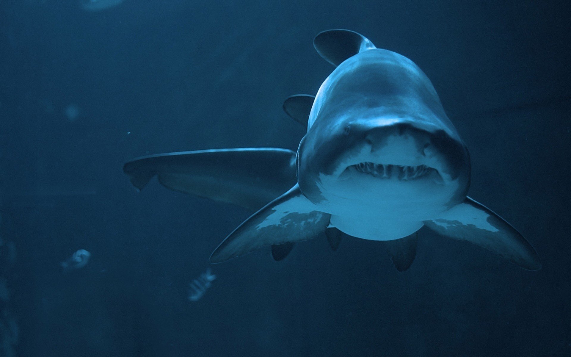 créature prédatrice requin étendues d eau prédateurs sauvagine monde sous-marin