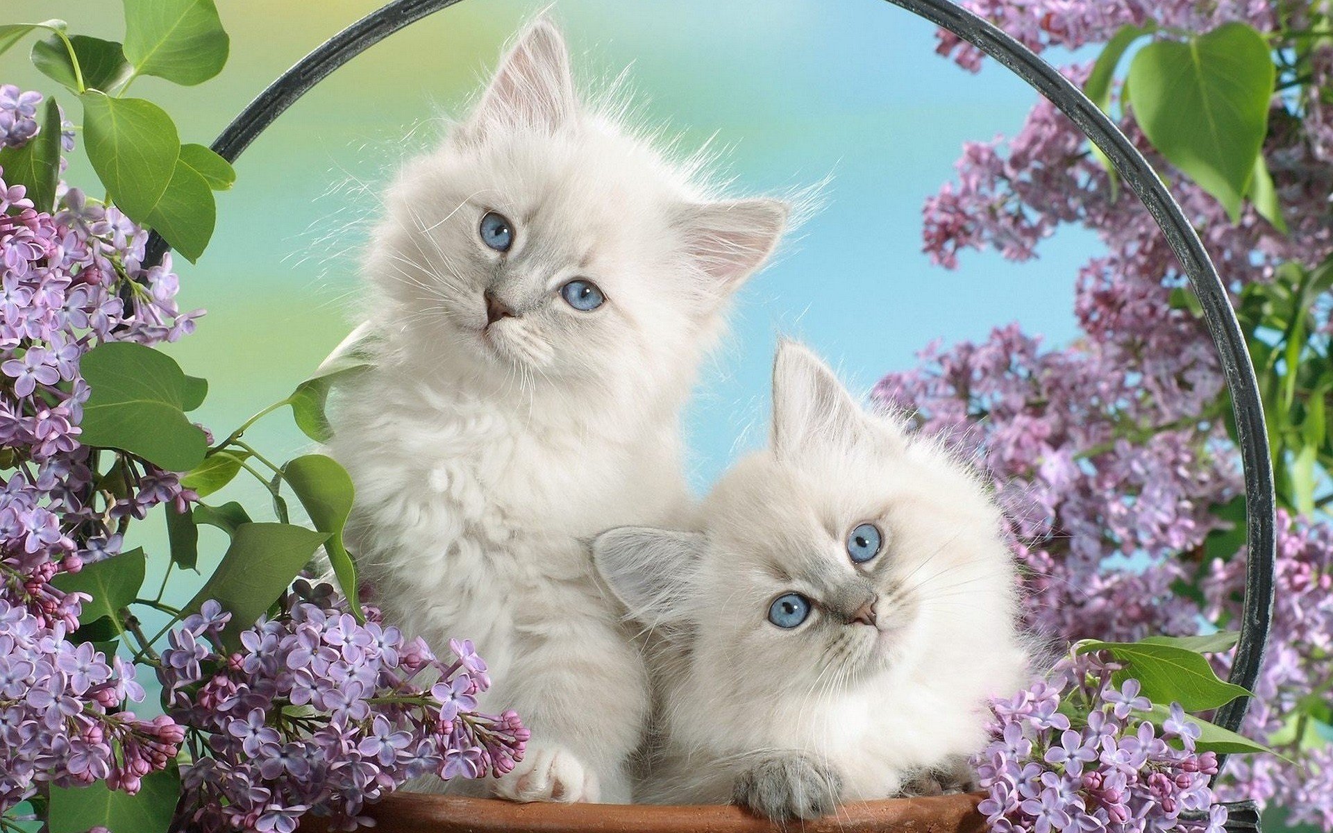 beauté blanche moelleux chatons lilas animaux regard félin yeux duo