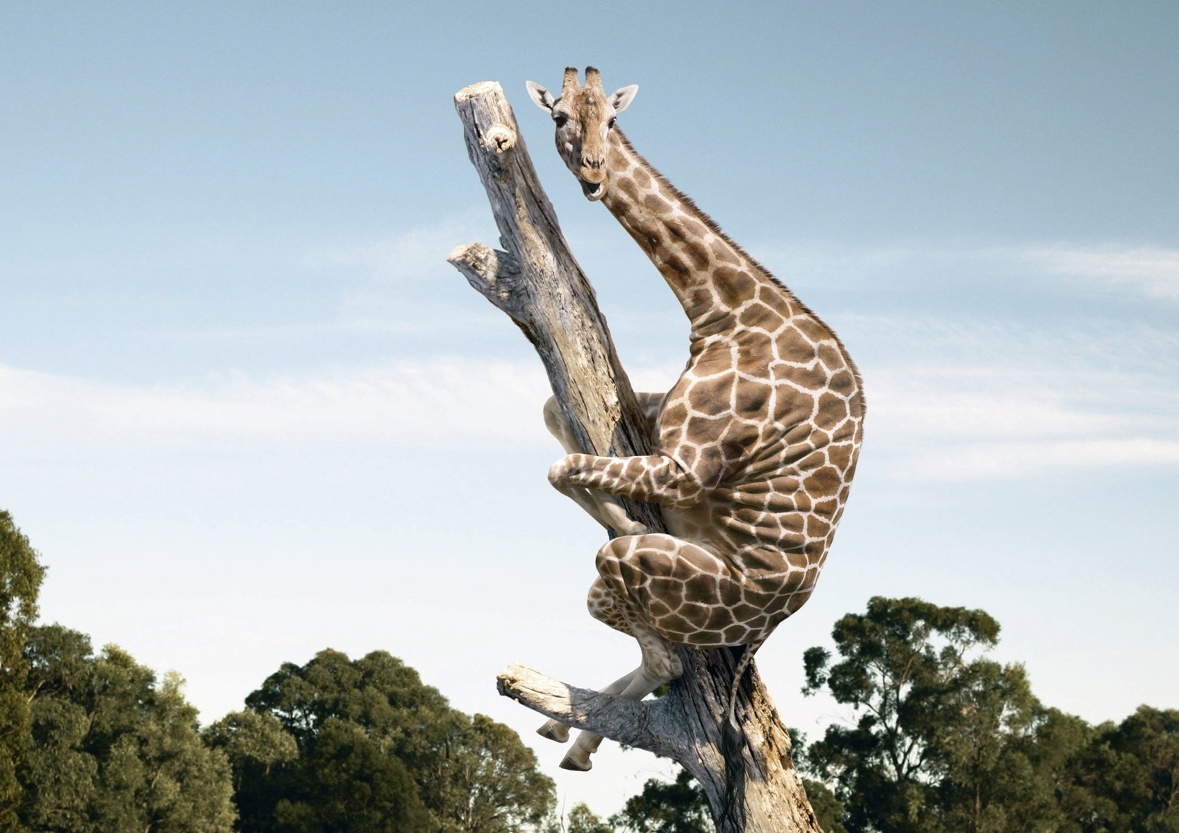 animal effrayé girafe arbre blagues