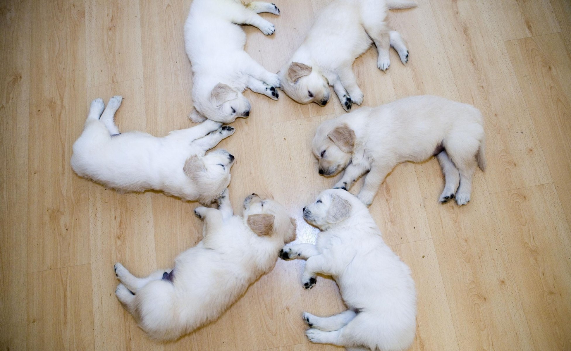 cuccioli briciole bianche fiore cuccioli cani sonno