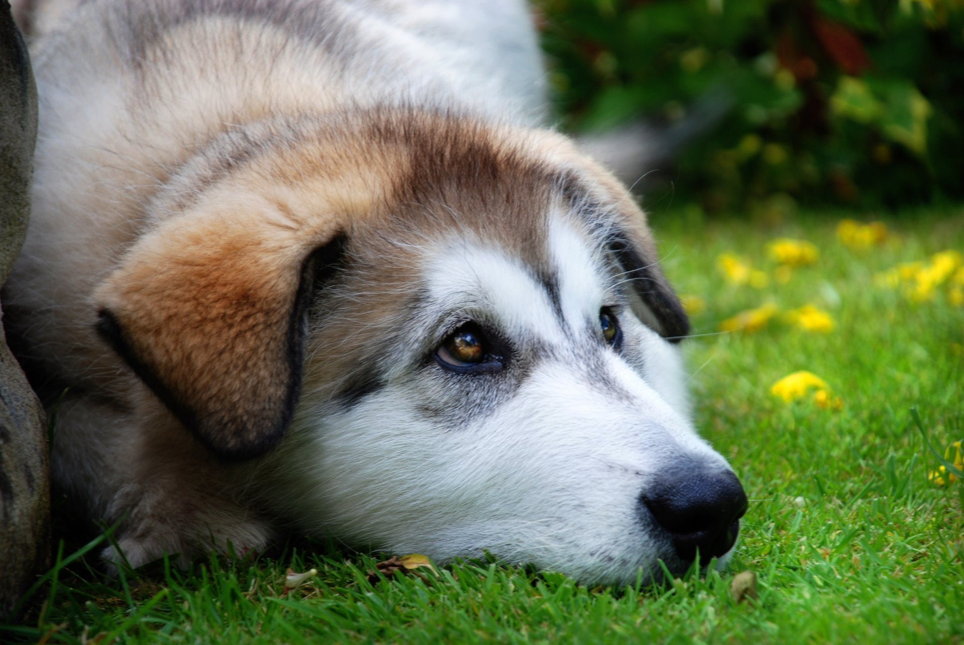 ojos fascinantes perrito husky pico perros mirada