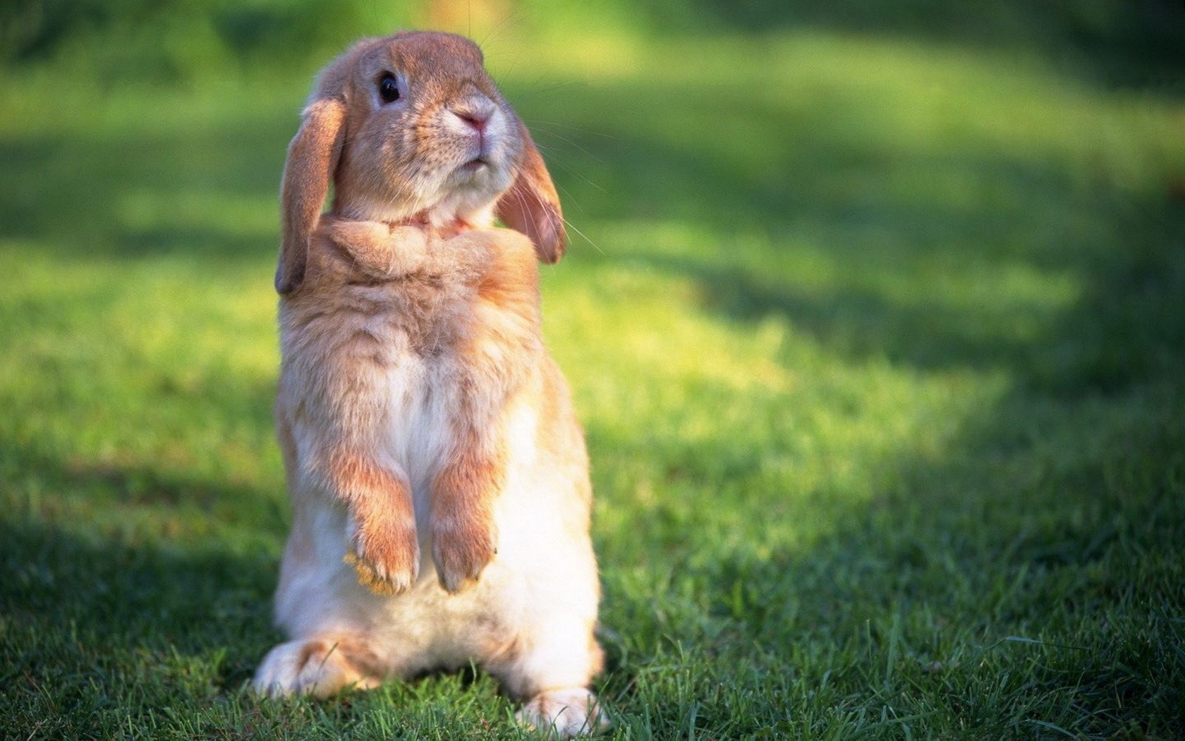 rotschopf überrascht hase