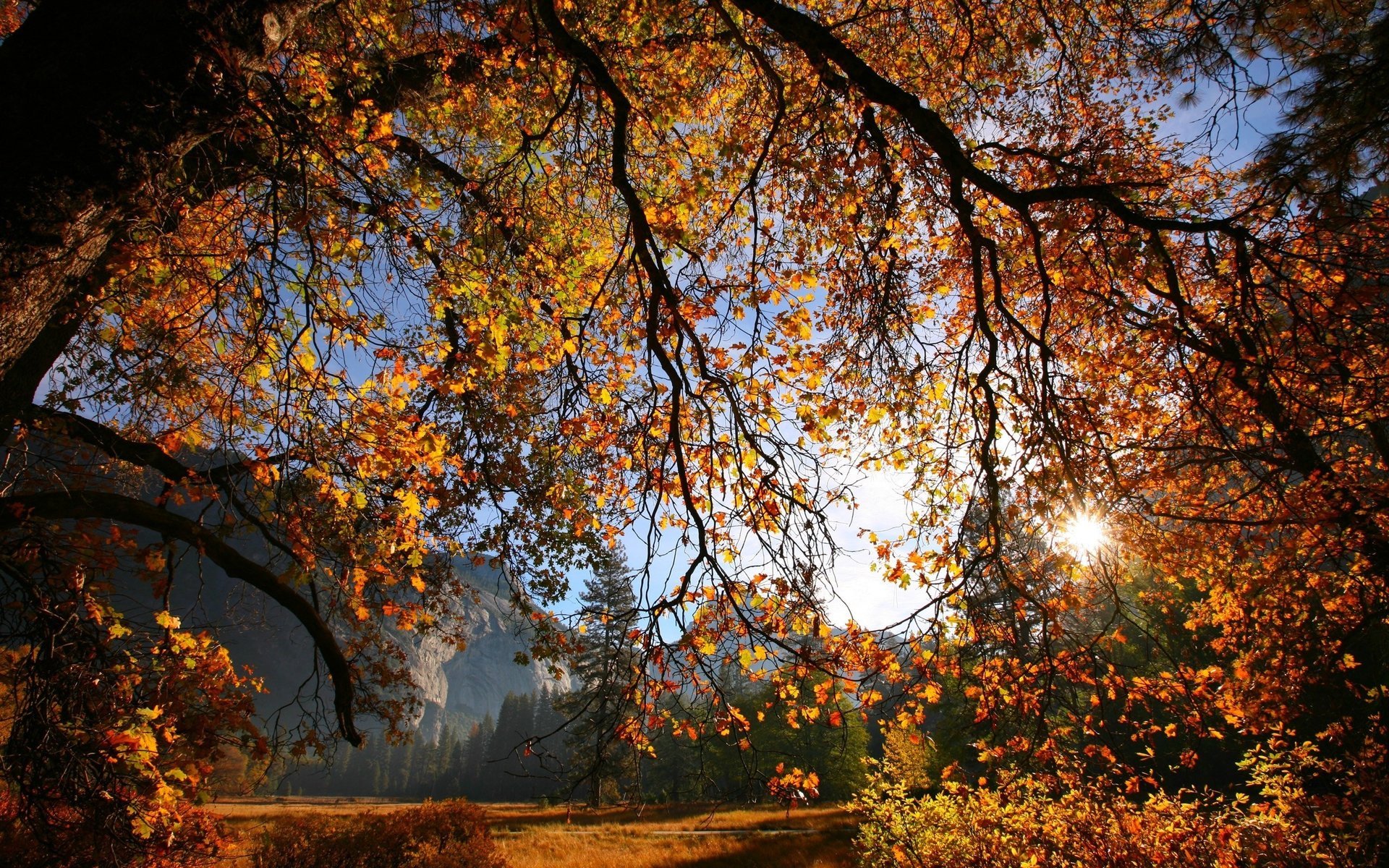 rojo amarillo ramas de los árboles luz del sol caída de hojas tiempo dorado verano indio hojas amarillas tiempo de otoño montañas árbol hojas rayos de sol bosque ramas sol otoño