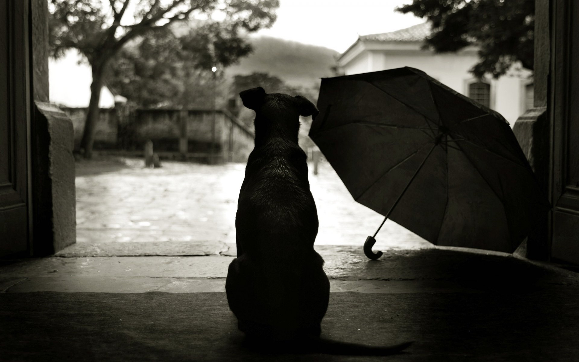 the silhouette of the dog sadness umbrella dog