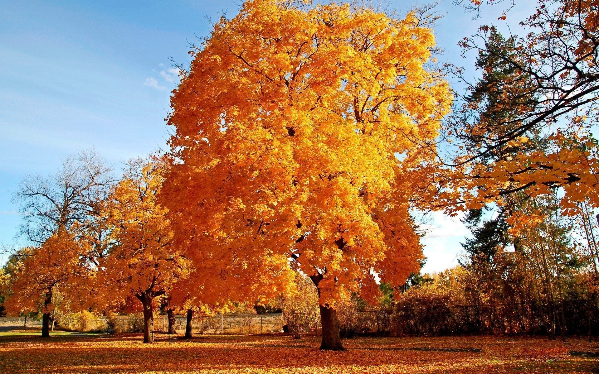 tree fluffy foliage yellow forest falling leaves golden time indian summer yellow leave