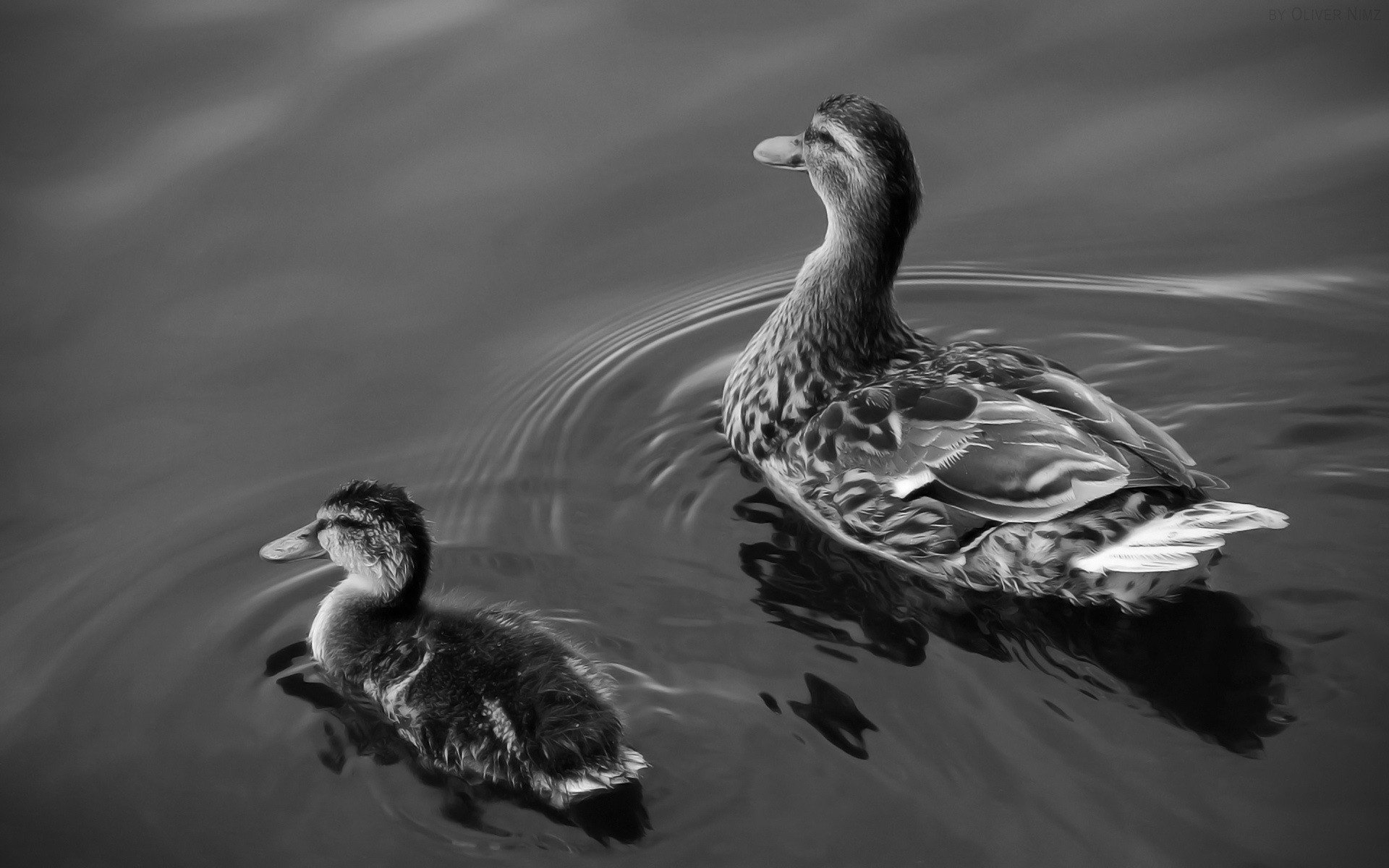 anatre acqua mamma e bambino uccelli bianco e nero