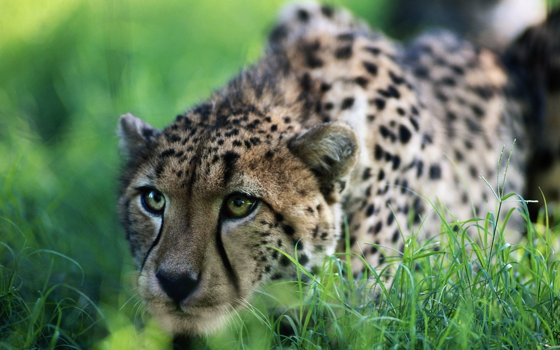 cheetah green grass surveillance animals predators look cat eye