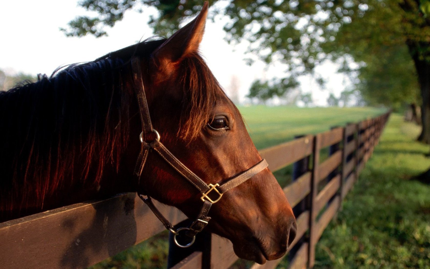 ad look requires will paddock fence horse horse animals focus hoofed gaze eyes profile