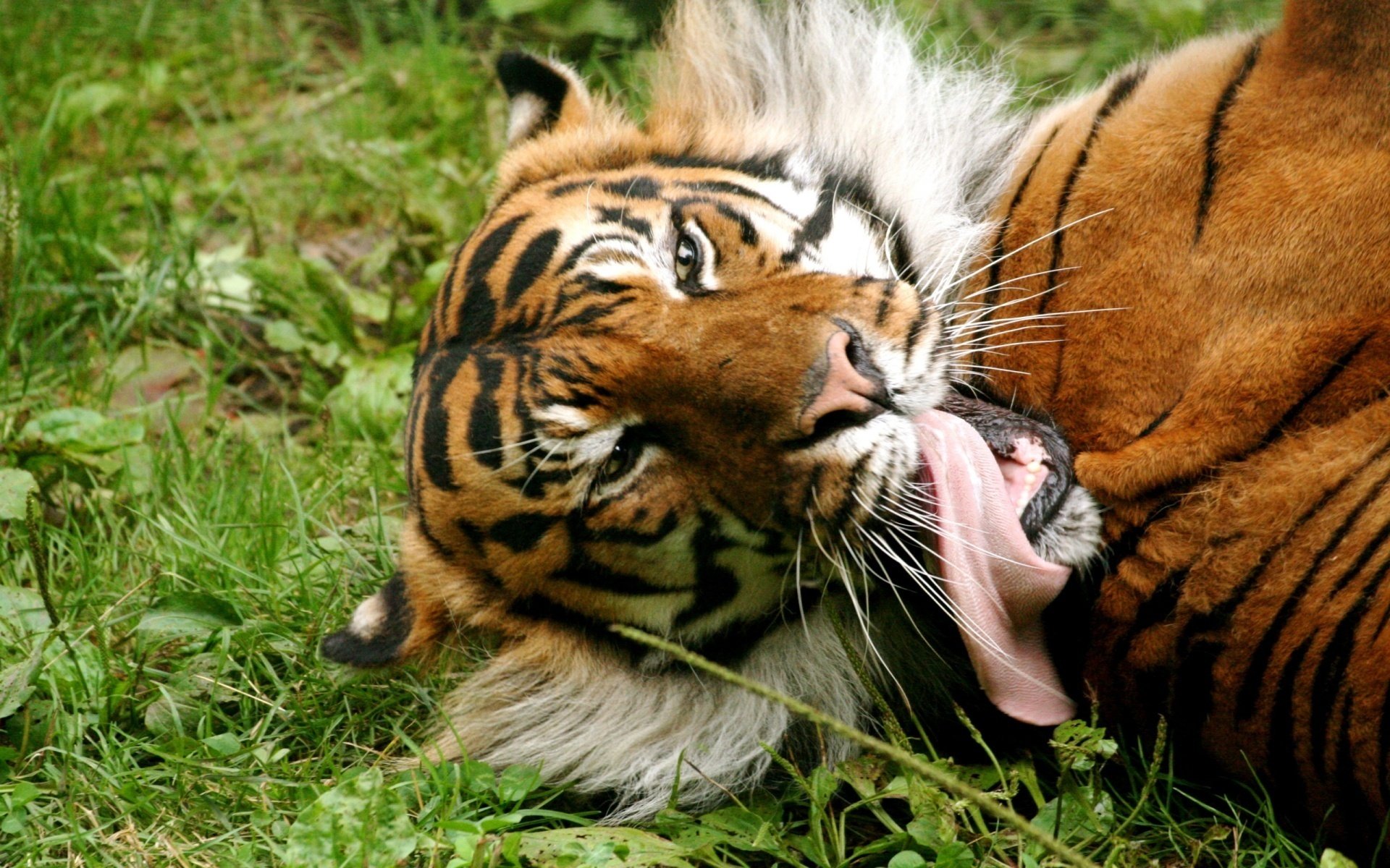 tigre lingua erba rosso animali predatori felini