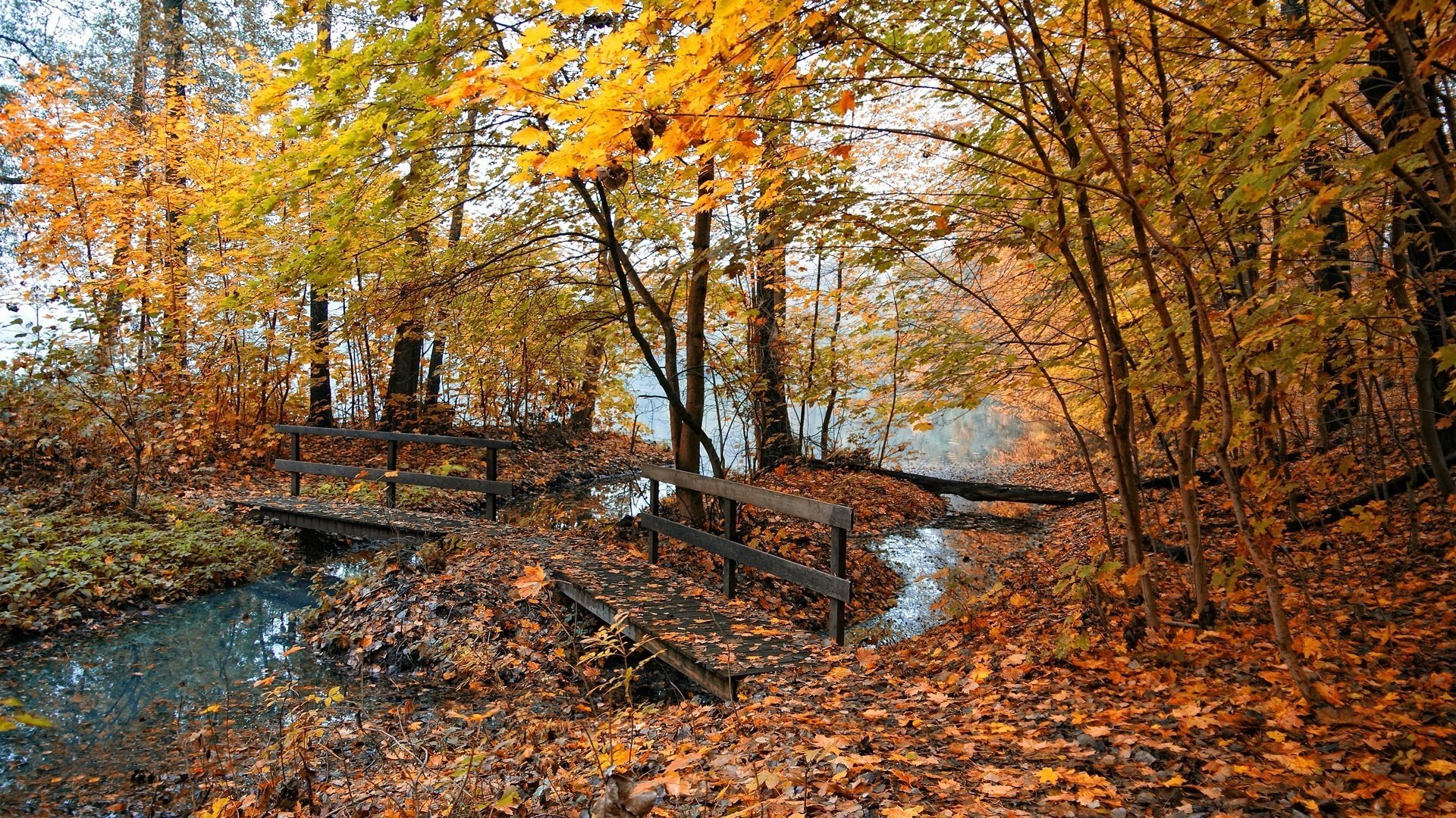 wooden bridge stream forest foliage falling leaves golden time indian summer yellow leaves the colors of autumn