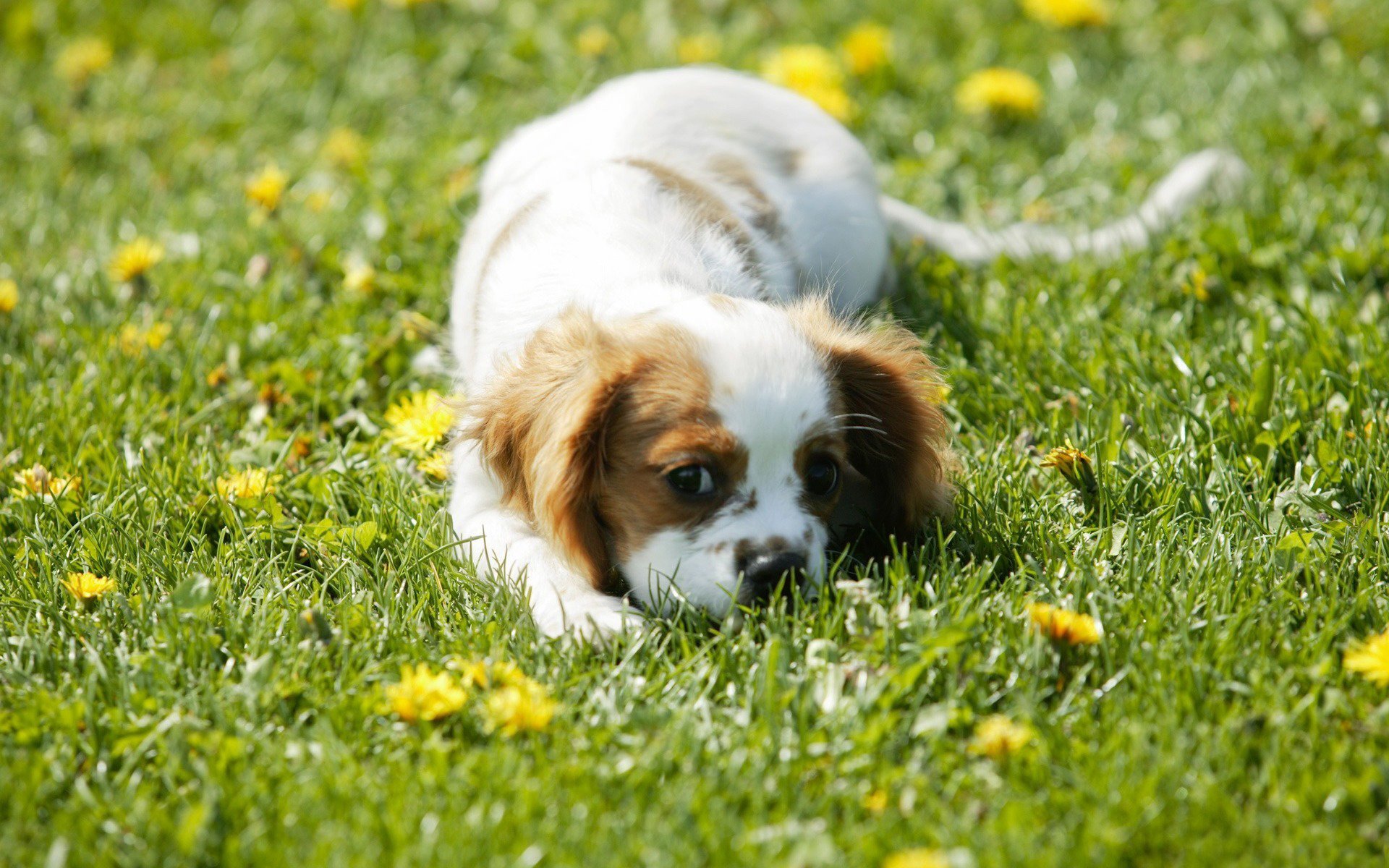 orejas rojas perrito pelo claro jugando perros mirada