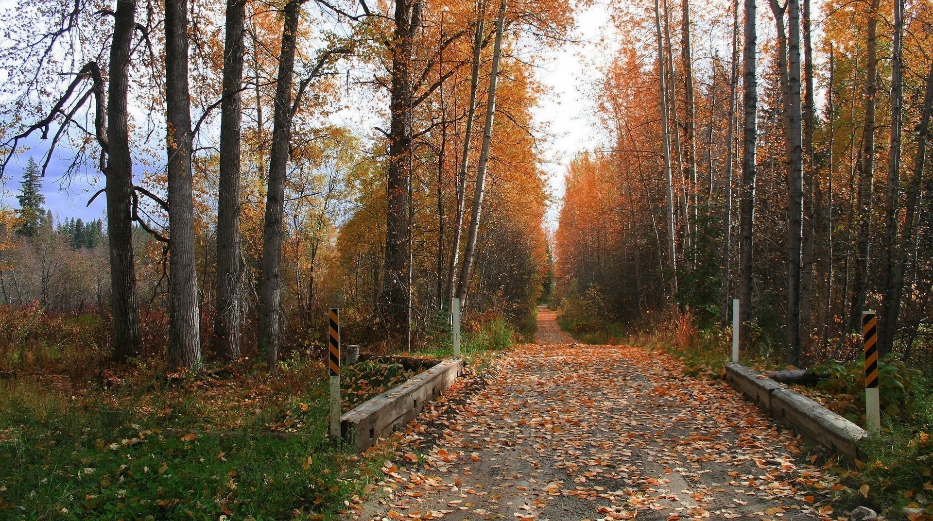 gehweg laub auf dem boden birken kühle wald laubfall goldene zeit sommer gelbe blätter herbstfarben