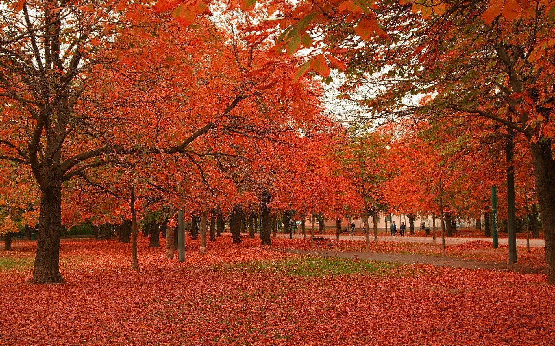 czerwony park liście las opadanie liści złoty czas indyjskie lato czerwone liście dywan