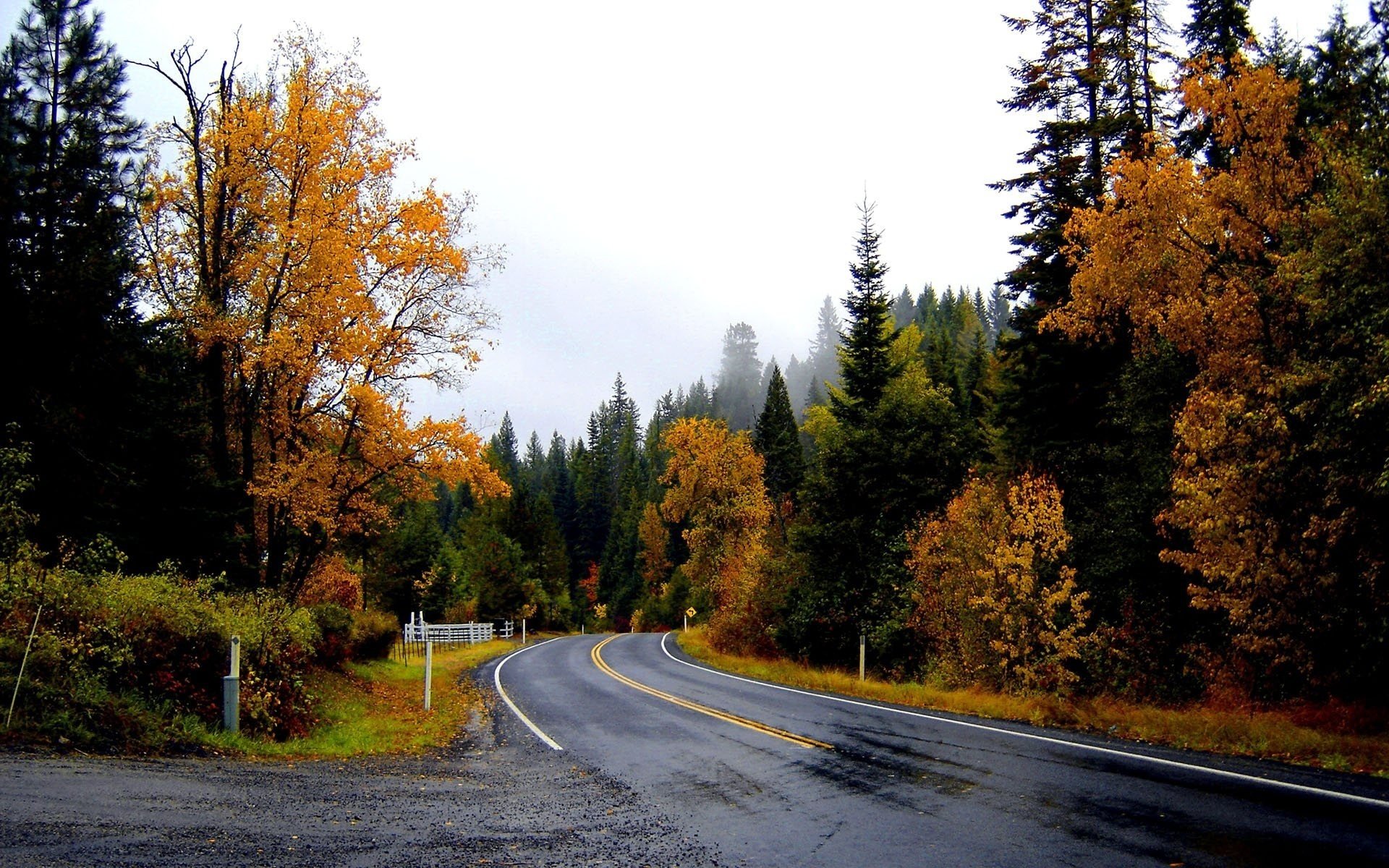 strada bagnata bosco autunno foresta strade caduta delle foglie tempo d oro estate indiana foglie gialle