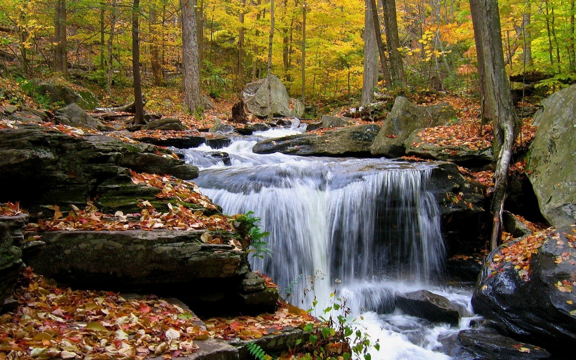 bäume steine gebirgsbach herbstlaub wald bäche laubfall goldene zeit sommer gelbe blätter