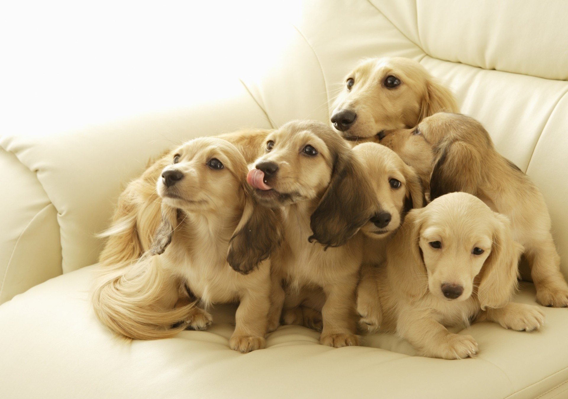 facce sveglie cuccioli colore chiaro cuccioli cani sguardo divano