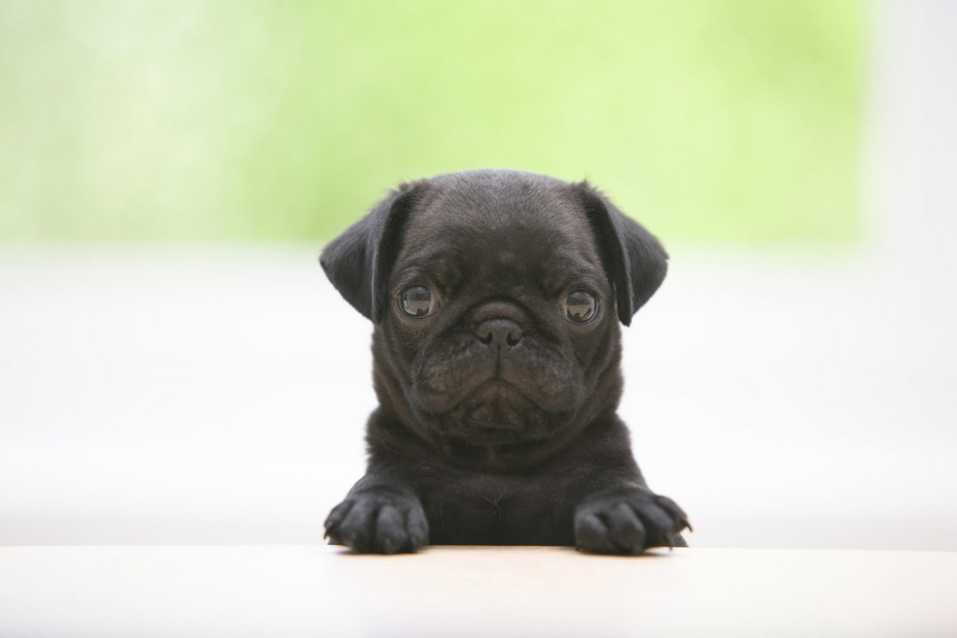 ojos increíbles perrito negro cachorros perros mirada pug