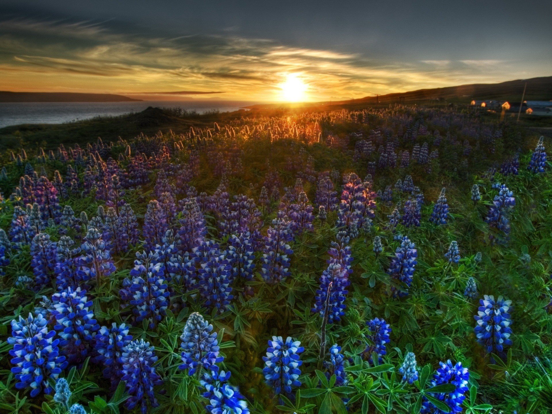 horizontes flores flores silvestres puesta de sol paisaje campo