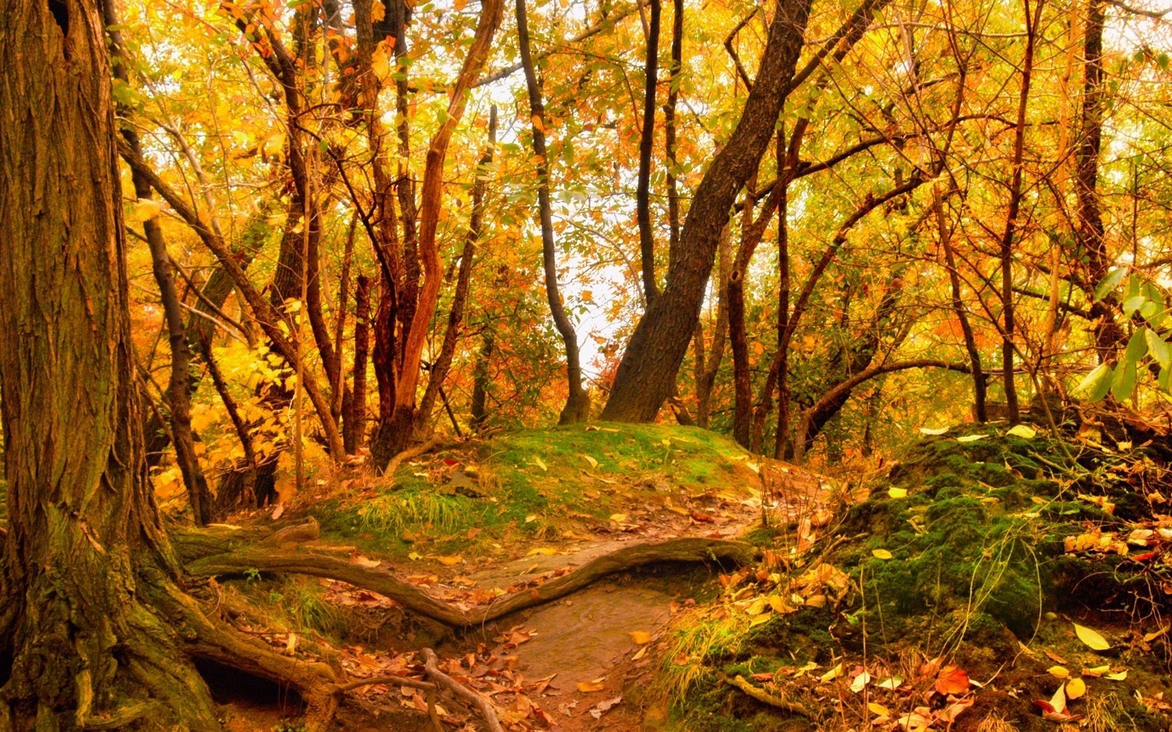 feuillage jauni forêt arbres collines chute des feuilles âge d or été indien feuilles jaunes