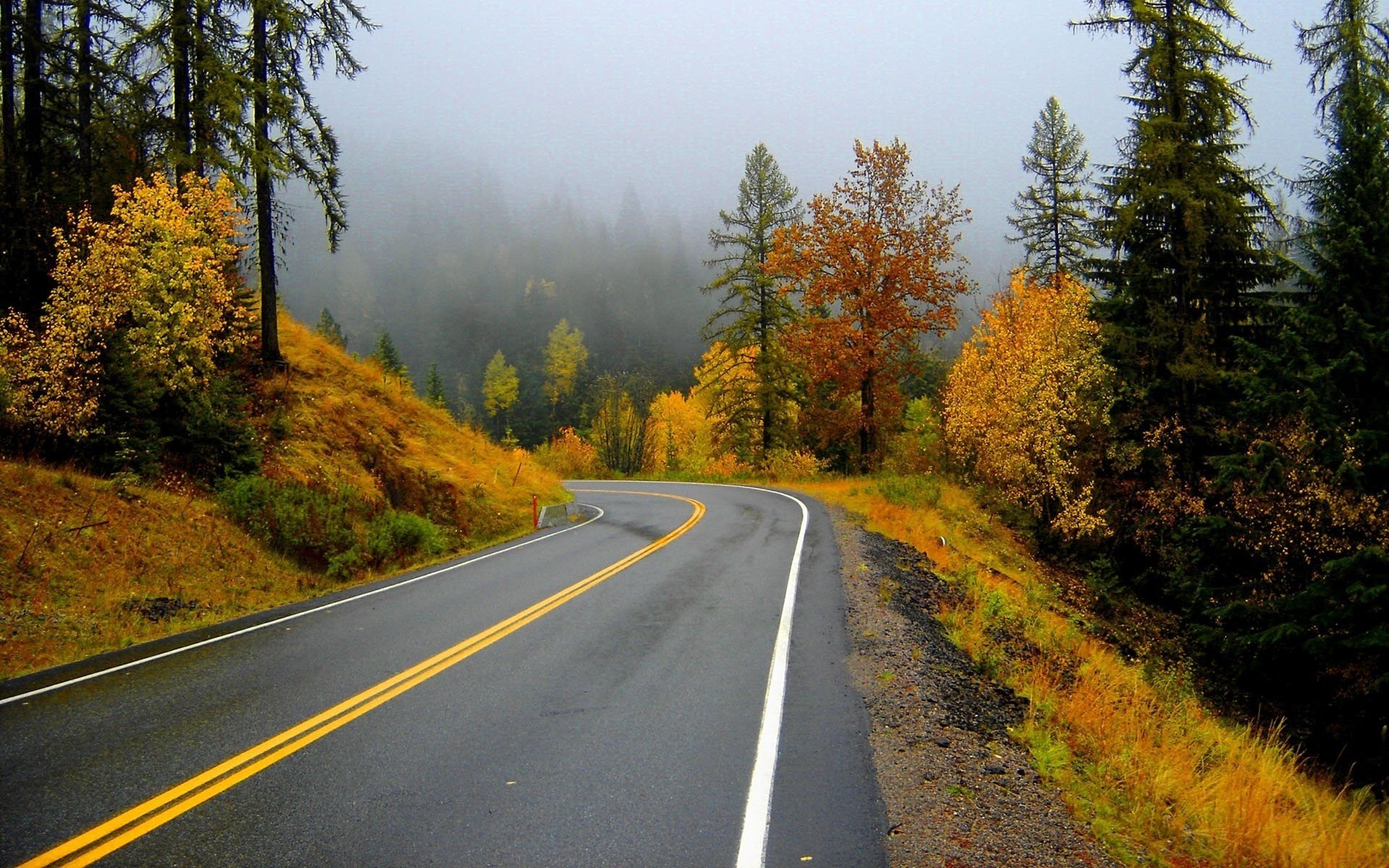 route feuillage jaune forêt forêt routes chute des feuilles âge d or été indien feuilles jaunes tour marquage brouillard