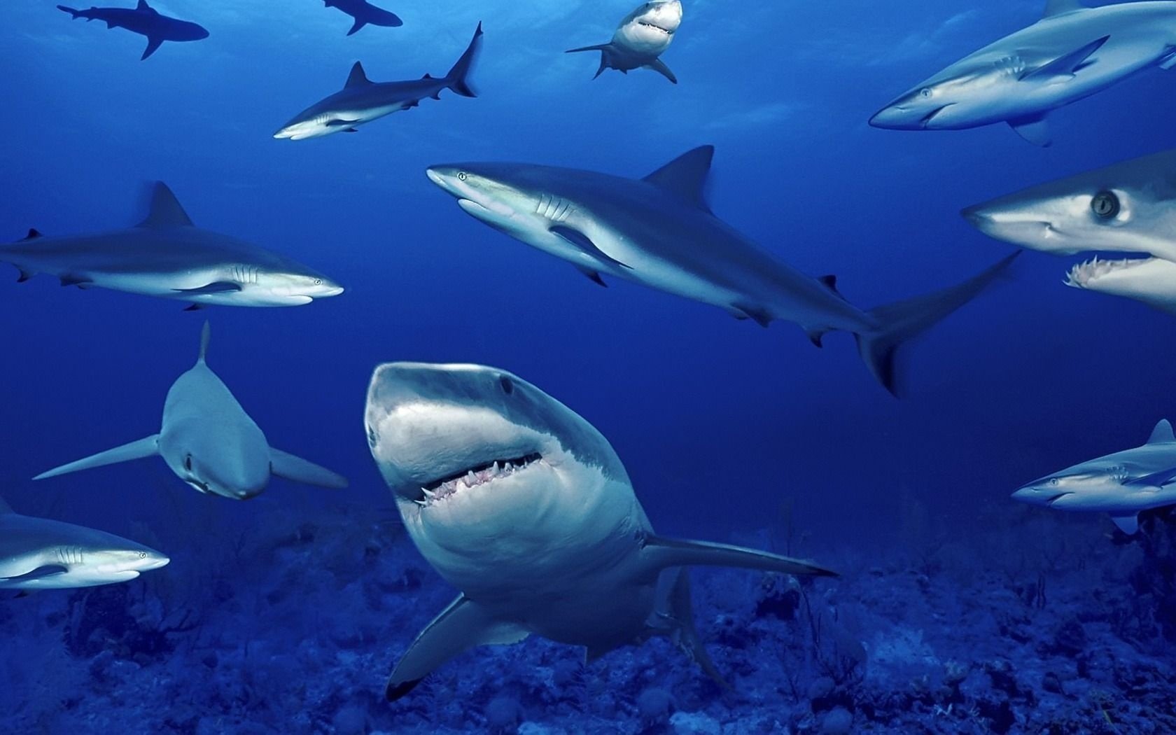 infested sea gray shark blue depth glubina sharks predators waterfowl water under water the ocean teeth underwater world