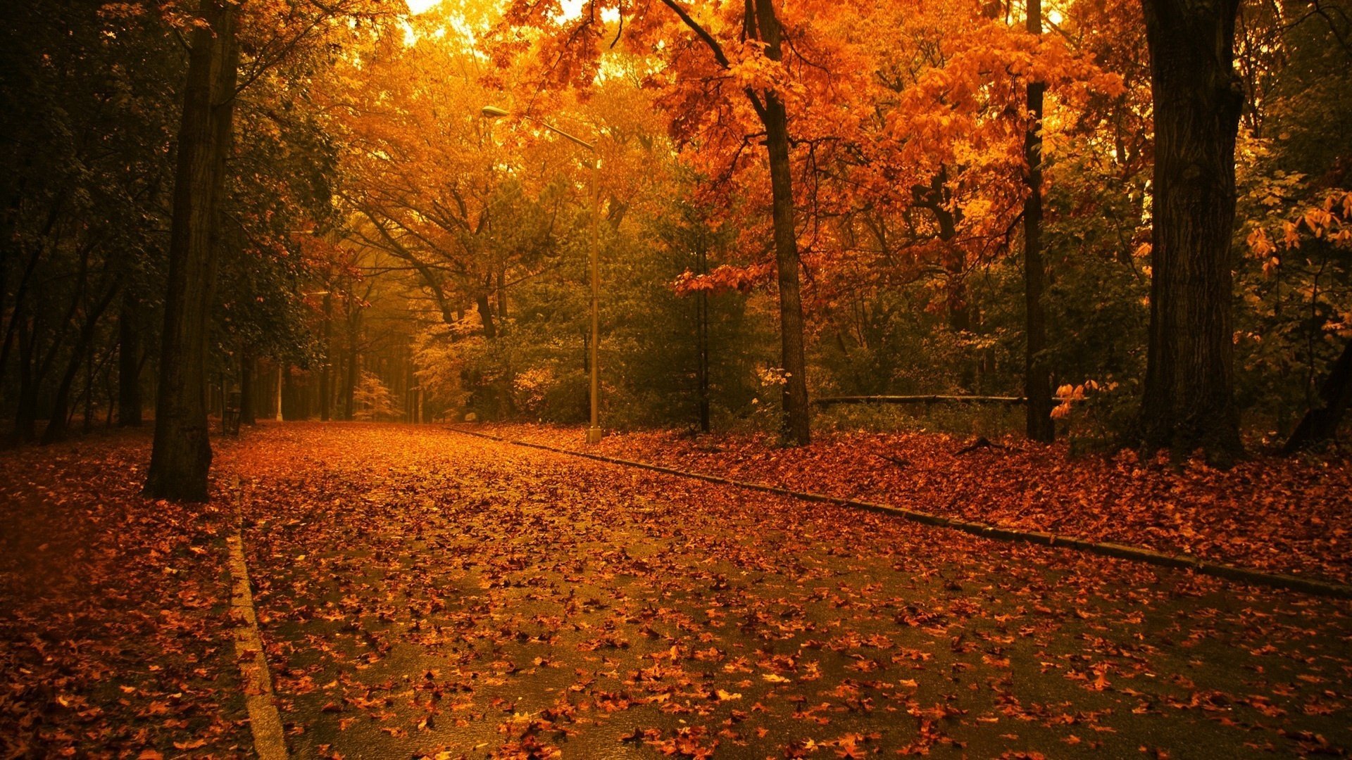 strada foglie rosse foresta foresta caduta delle foglie tempo d oro estate indiana foglie gialle colori di autunno parco vicolo