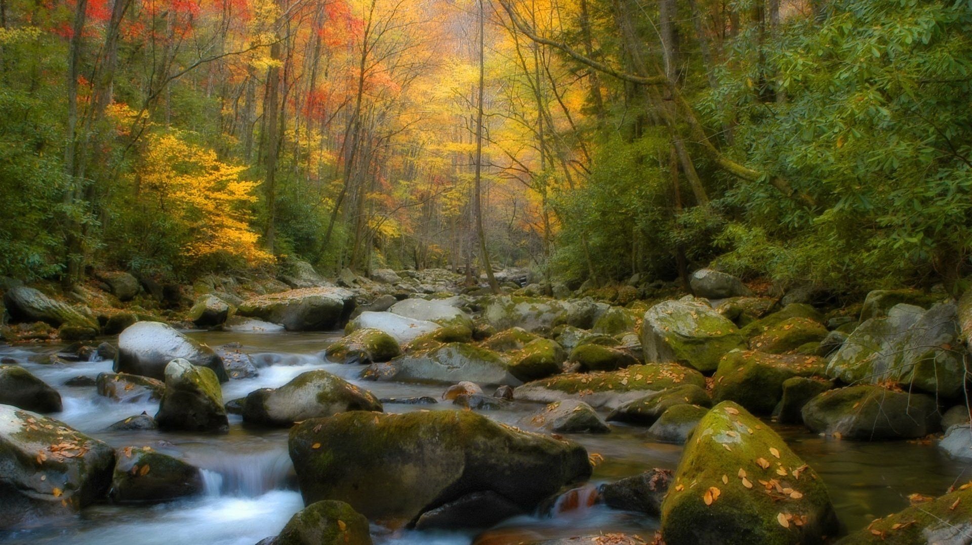 mit moos bewachsene steine bach wald laubfall goldene zeit sommer gelbe blätter herbstfarben gebirgsbach nebel