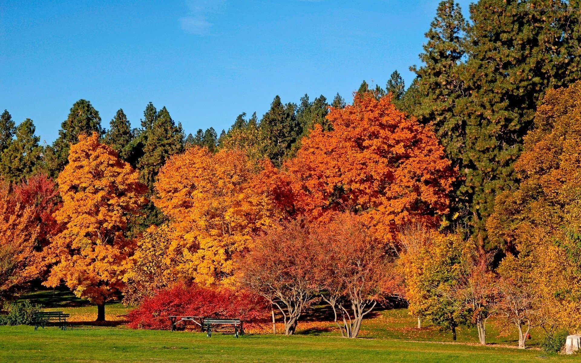 gelb-rotes laub bäume wald laubfall goldene zeit sommer gelbe blätter herbstfarben blätter