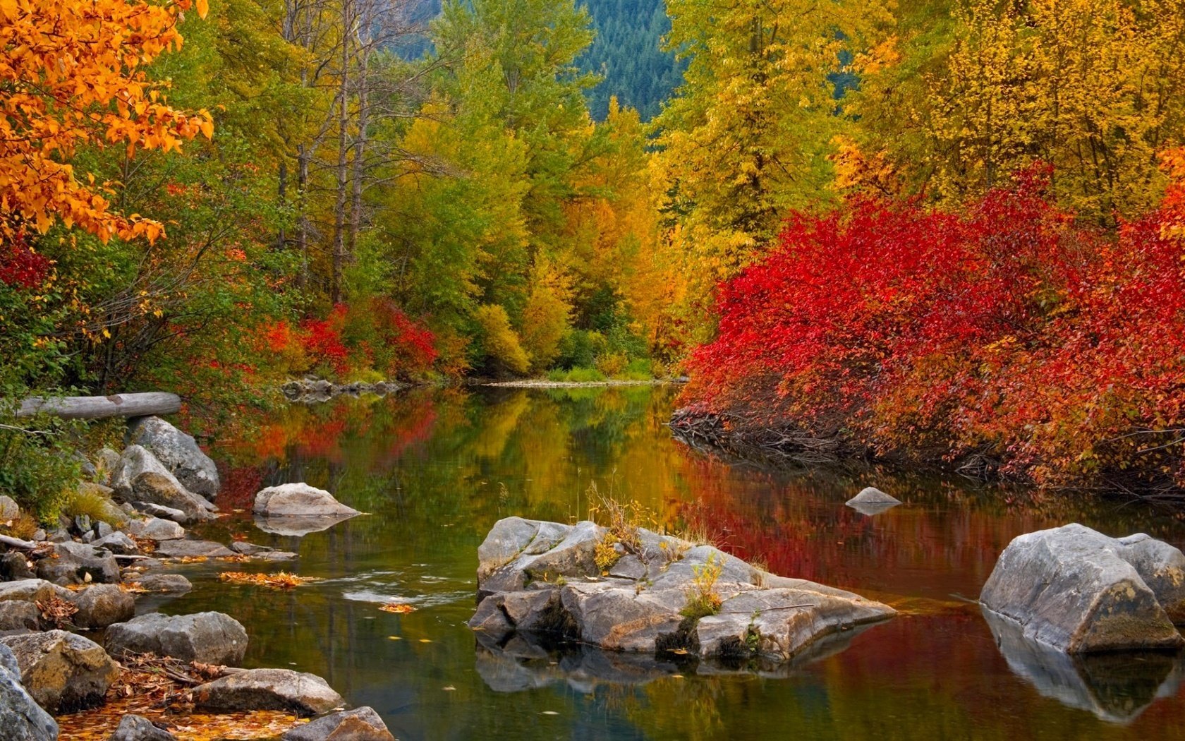 lake stones the colors of autumn forest river falling leaves golden time indian summer yellow leave