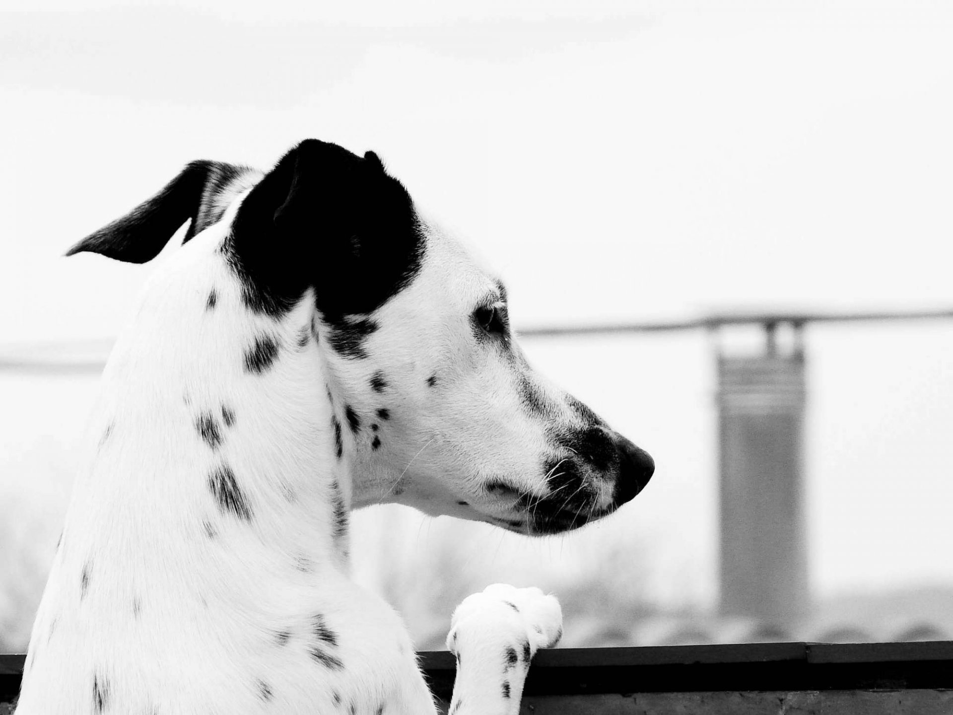 blick in die ferne dalmatiner hund schwarz weiß