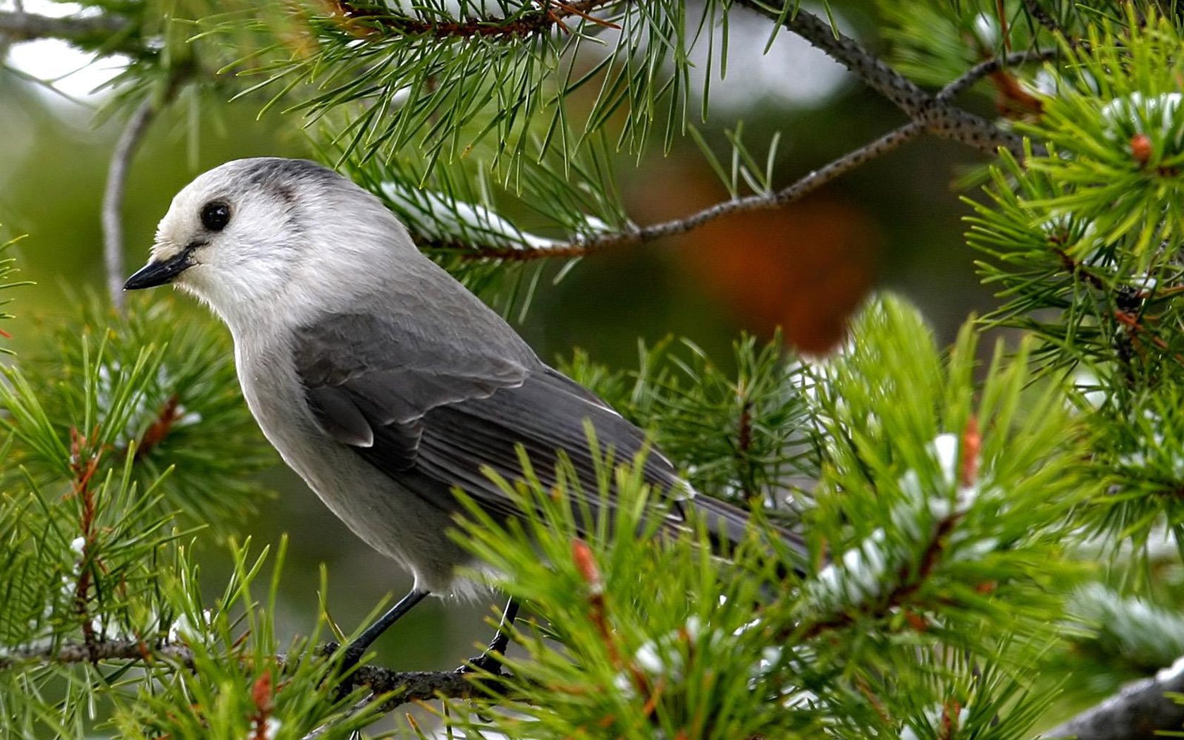 berg auf einem ast fichte grau nachtigall vogel schön blick kiefer schnee gefiedert