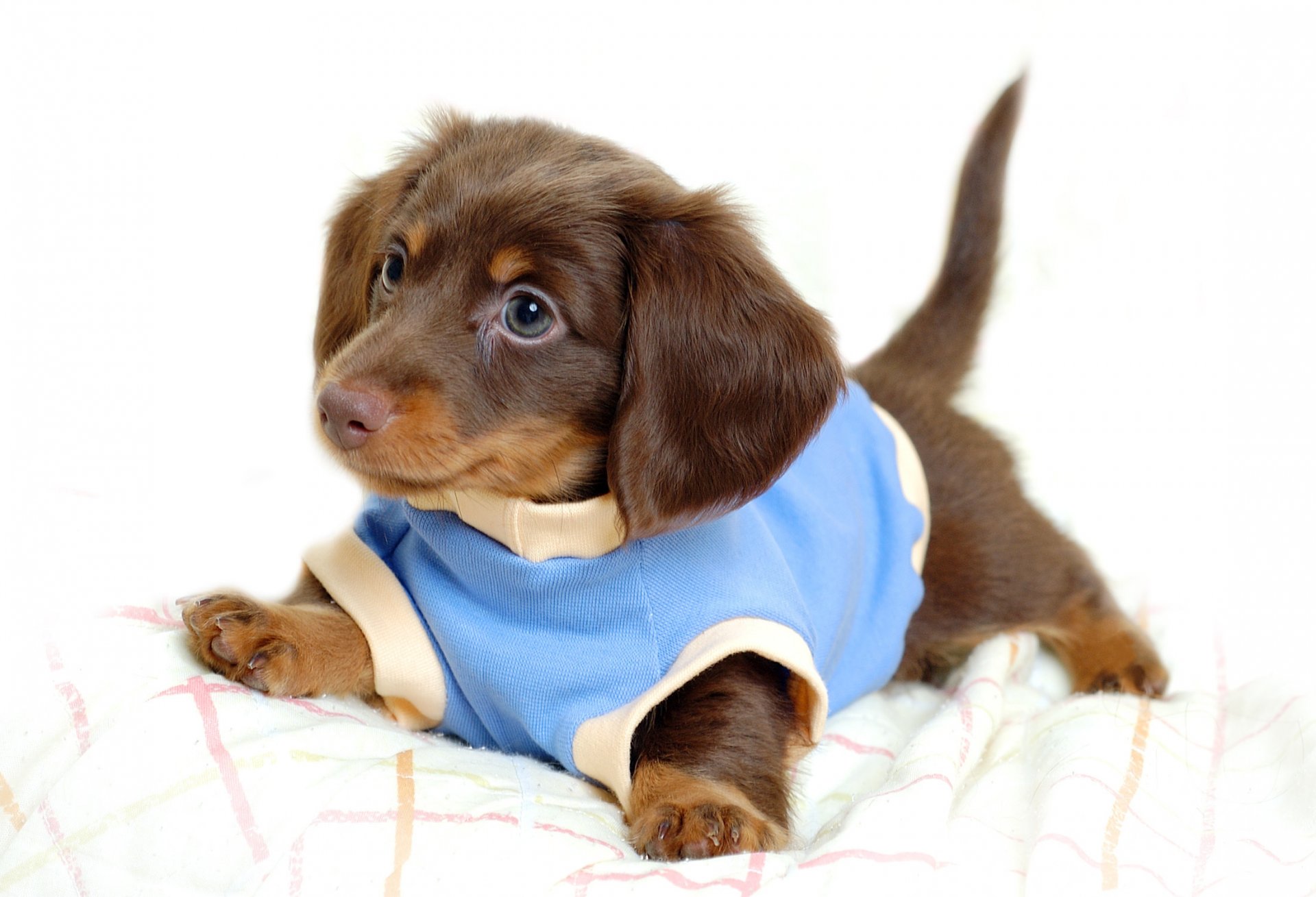 chiot en chemise bleu miette chiots chien regard